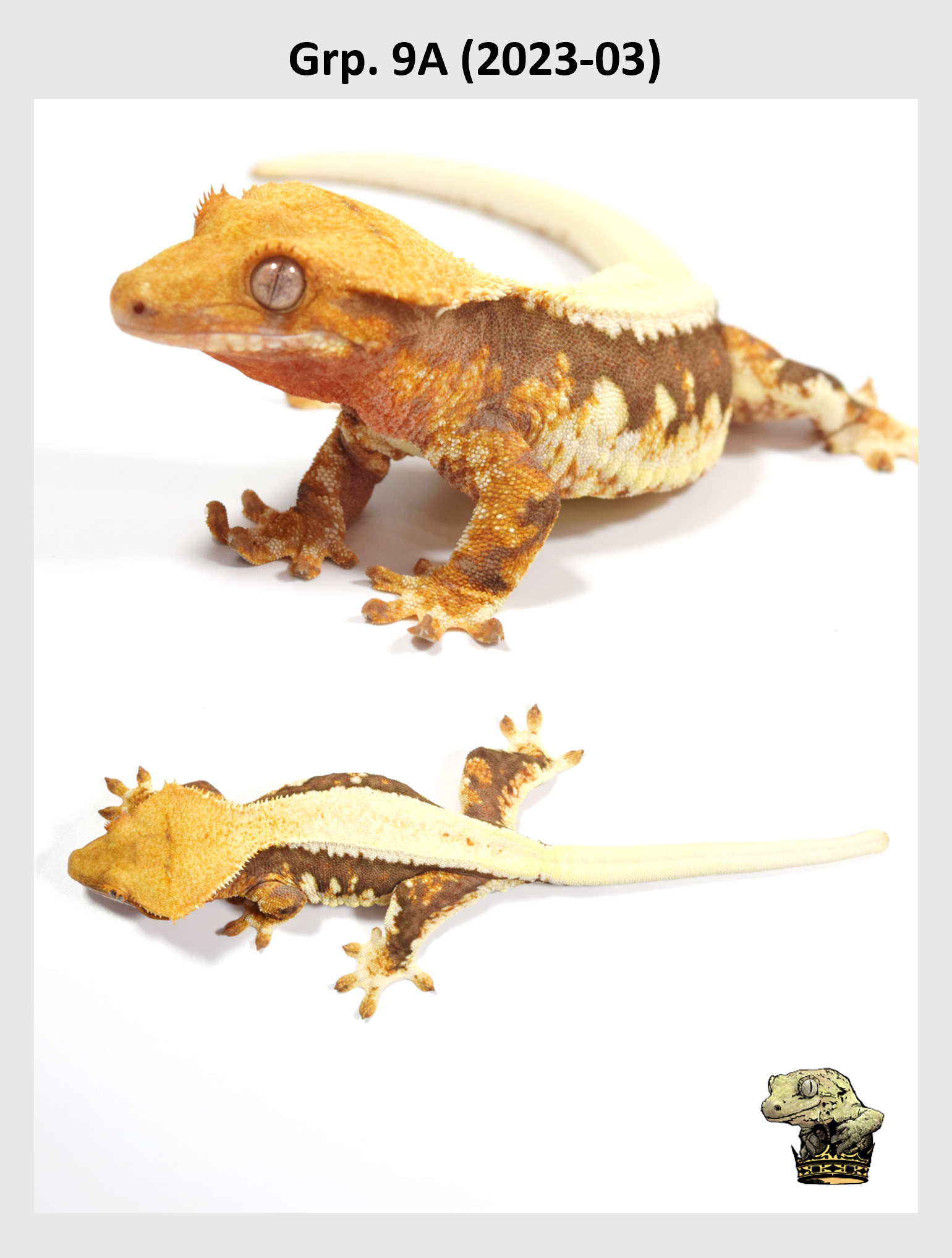 SQSP Grp. 9A (2023-03) (2024-12-23) (2).png