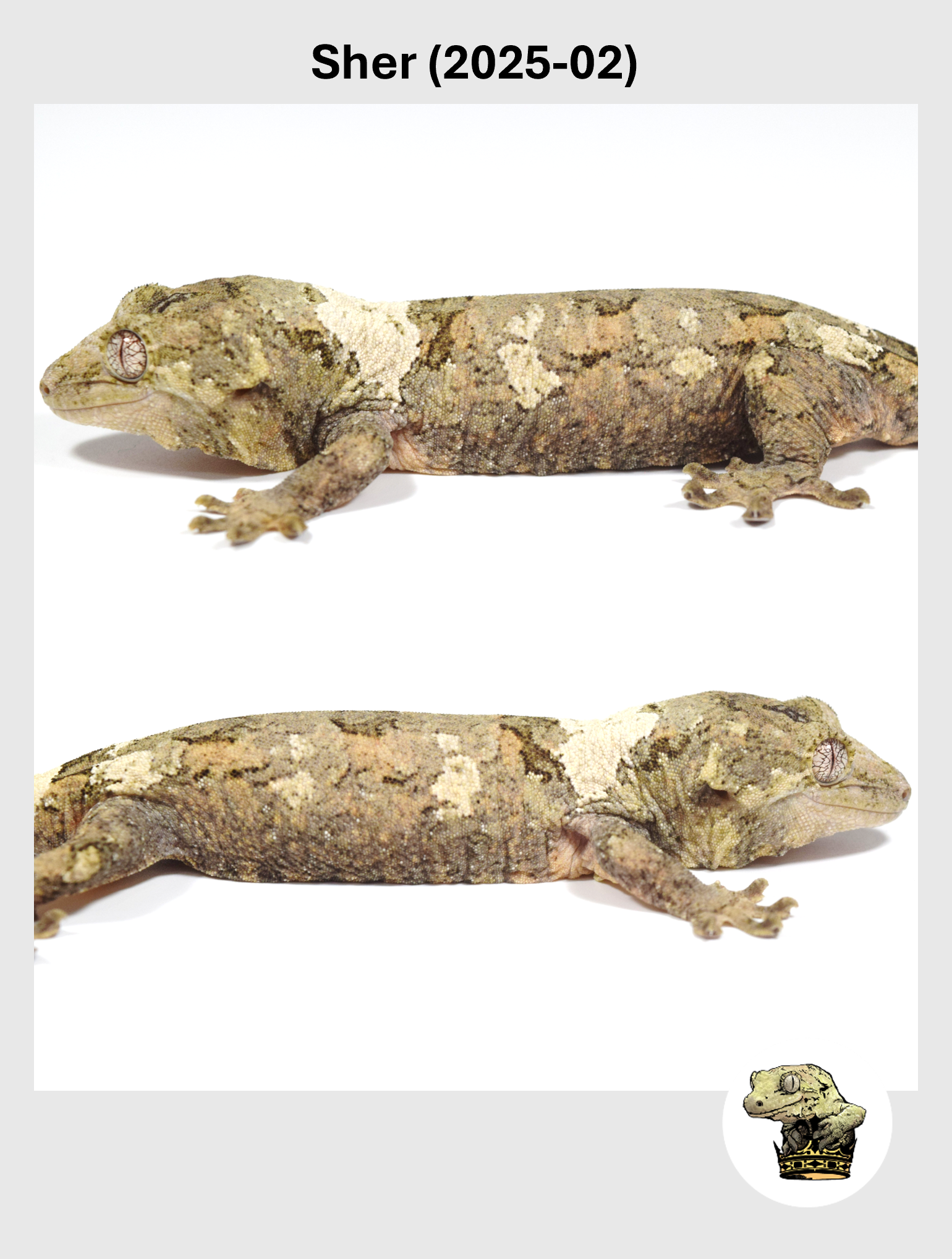 Sher (2025-02) (2026-01-16) (4) SQSP.png