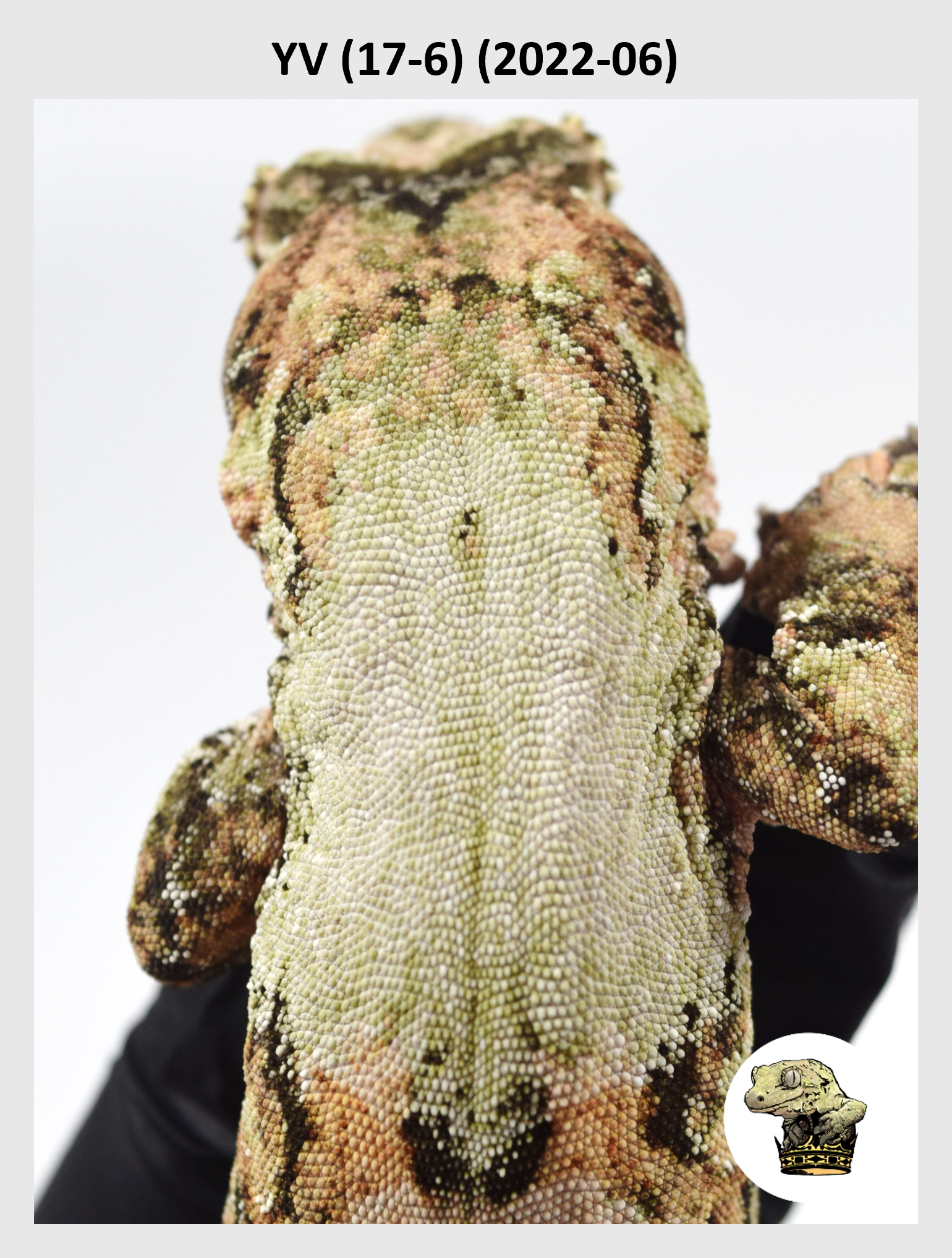 YV (17-6) (2022-06) (2024-06-26) (1) SQSP.png