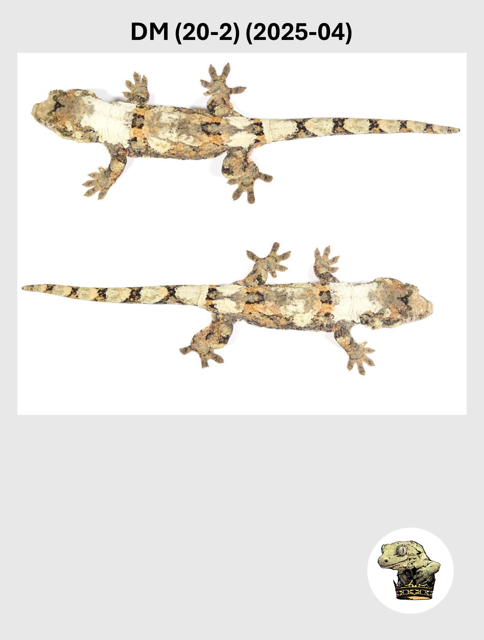 DM (20-2) (2025-04) (2026-03-11) (5) SQSP.png