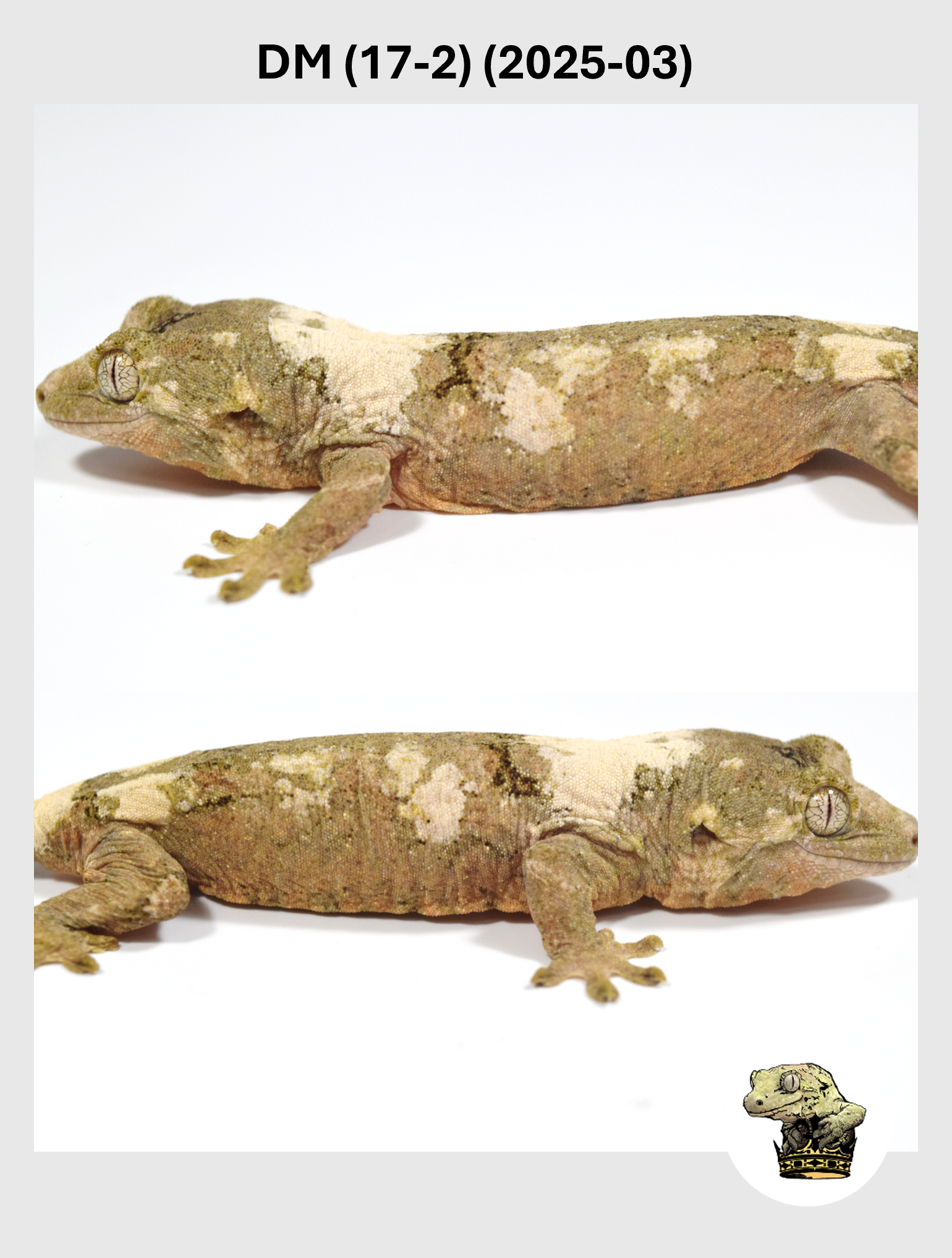 DM (17-2) (2025-03) (2025-12-16) (4) SQSP.png