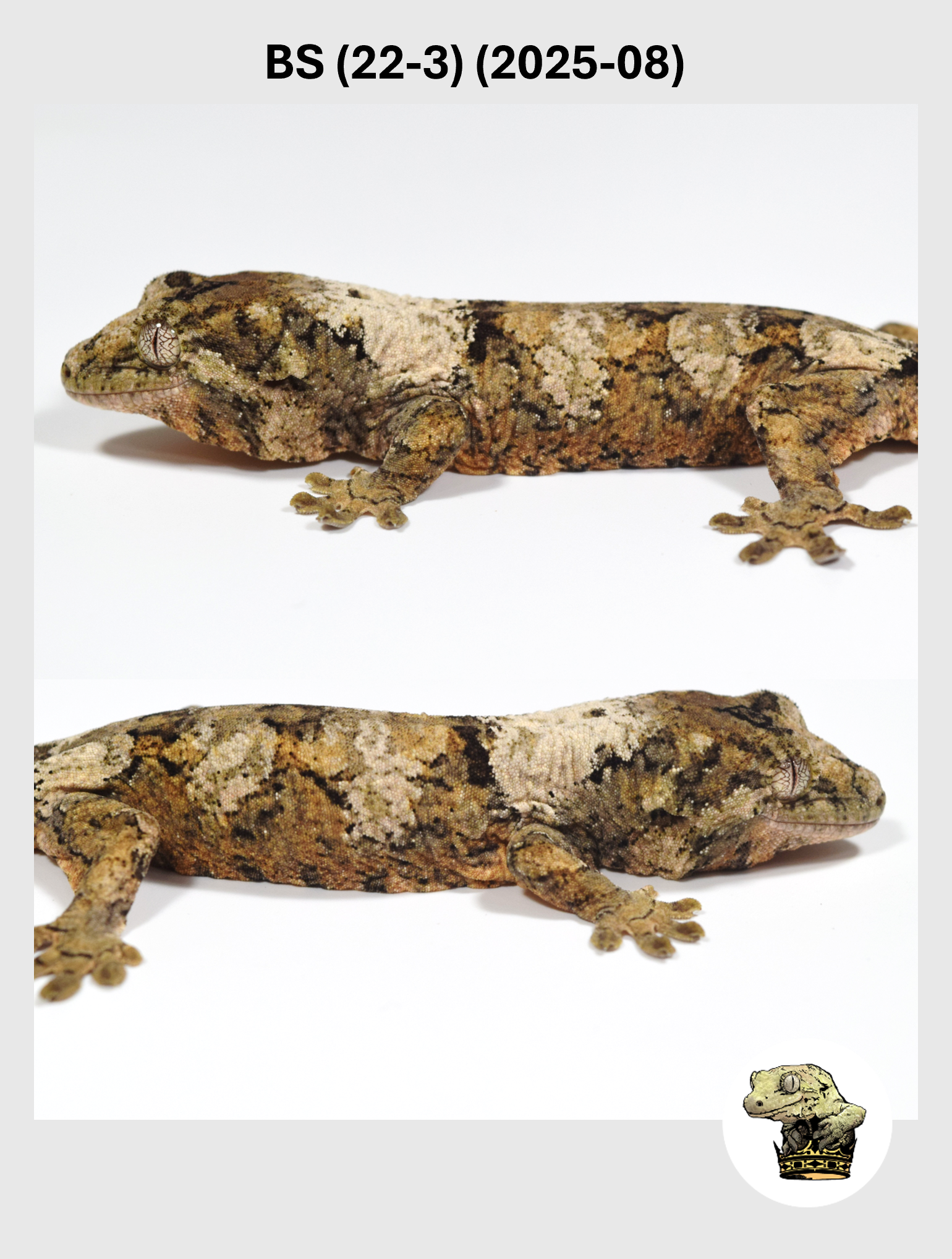 BS (22-3) (2025-08) (2025-12-02) (4) SQSP.png