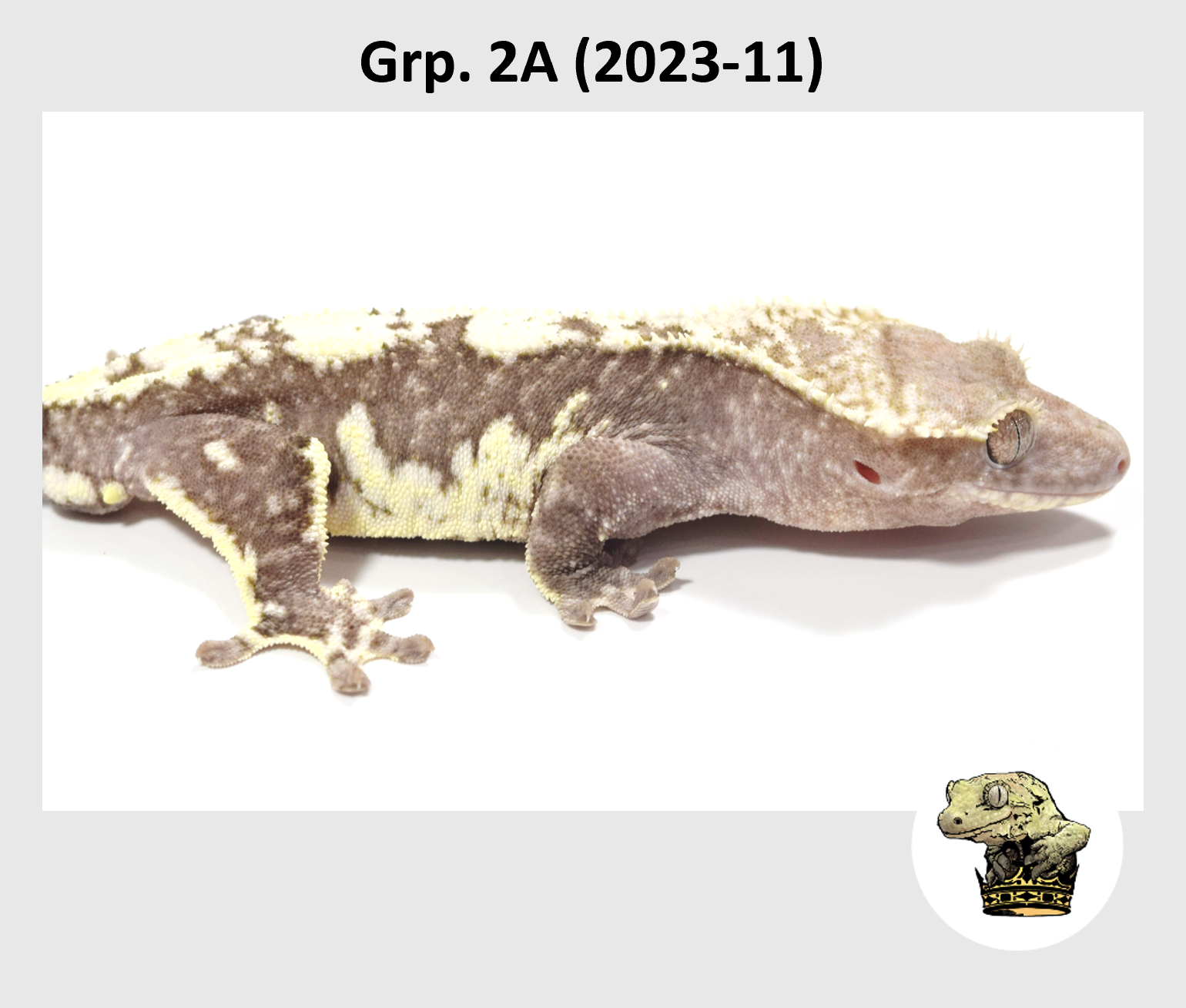 MM Grp. 2A (2023-11) (2024-12-23) (3).png