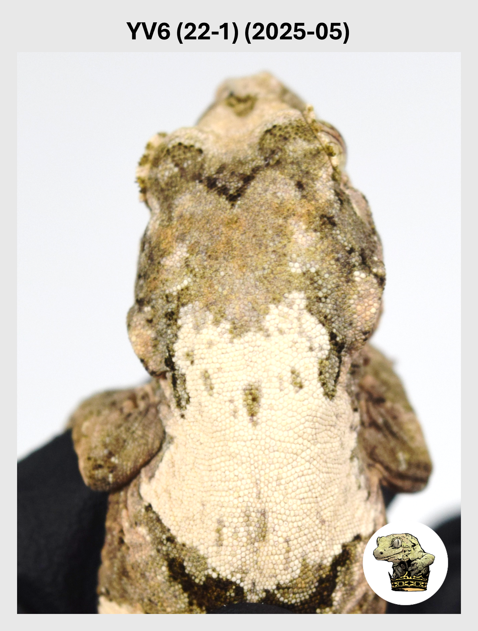 YV6 (22-1) (2025-05) (2025-12-22) (1) SQSP.png