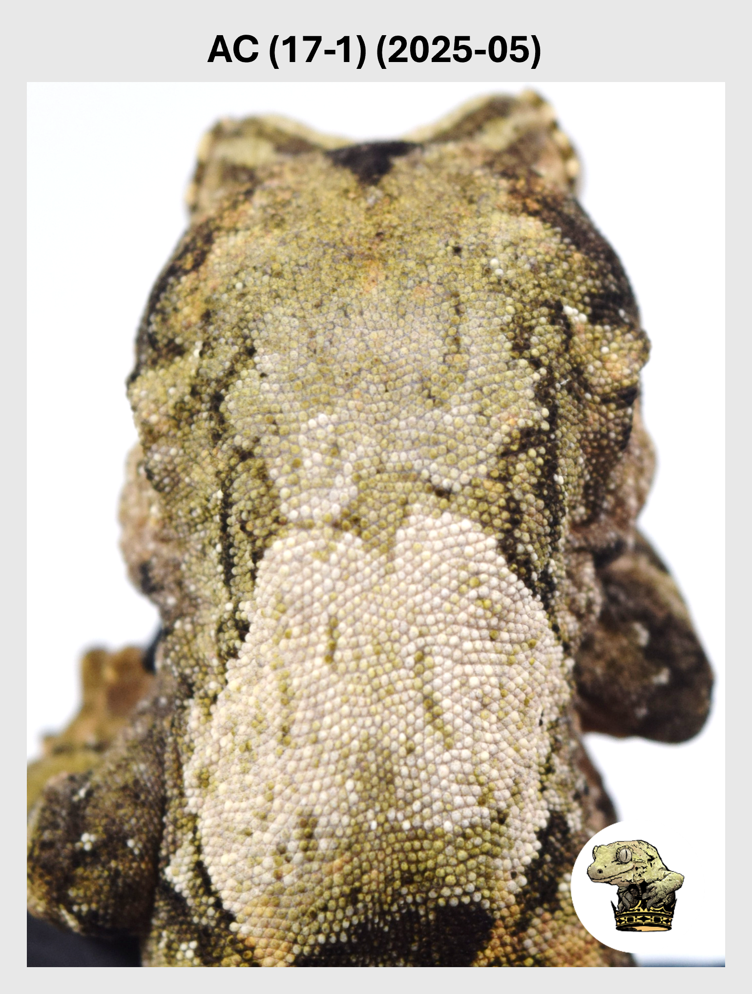 AC (17-1) (2025-05) (2026-02-03) (1) SQSP.png