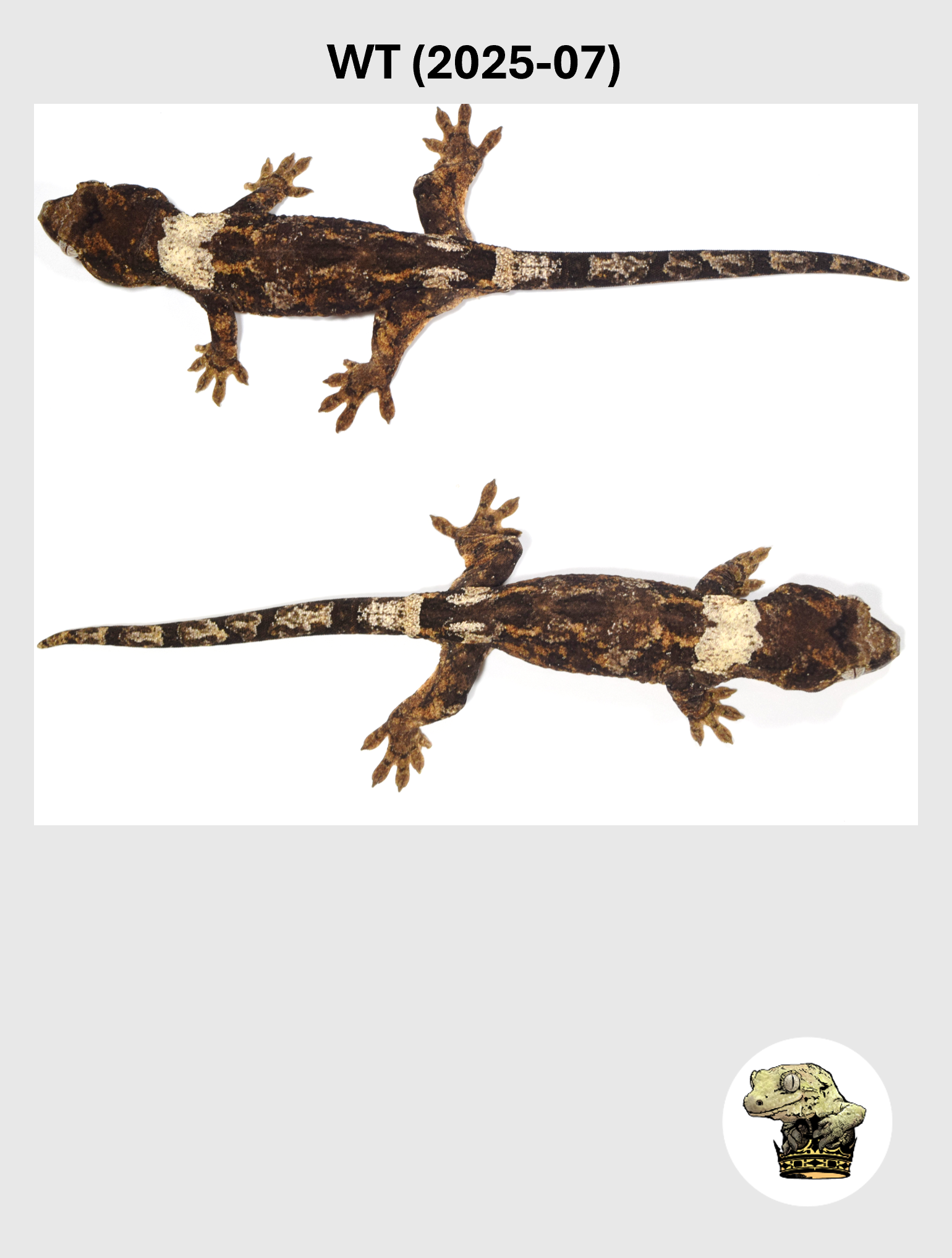 WT (2025-07) (2026-03-18) (3) SQSP.png