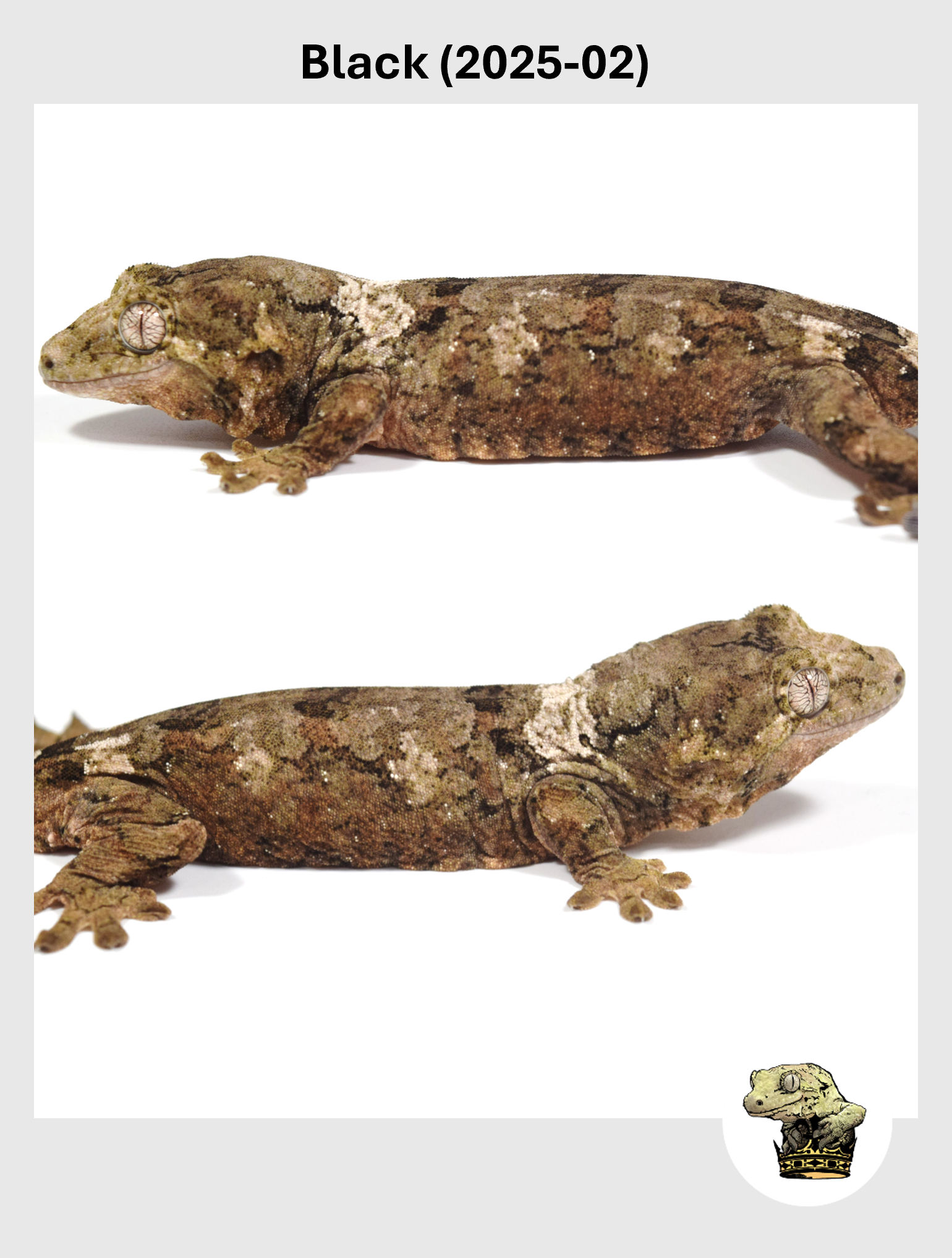 Black (2025-02) (2026-01-20) (4) SQSP.png