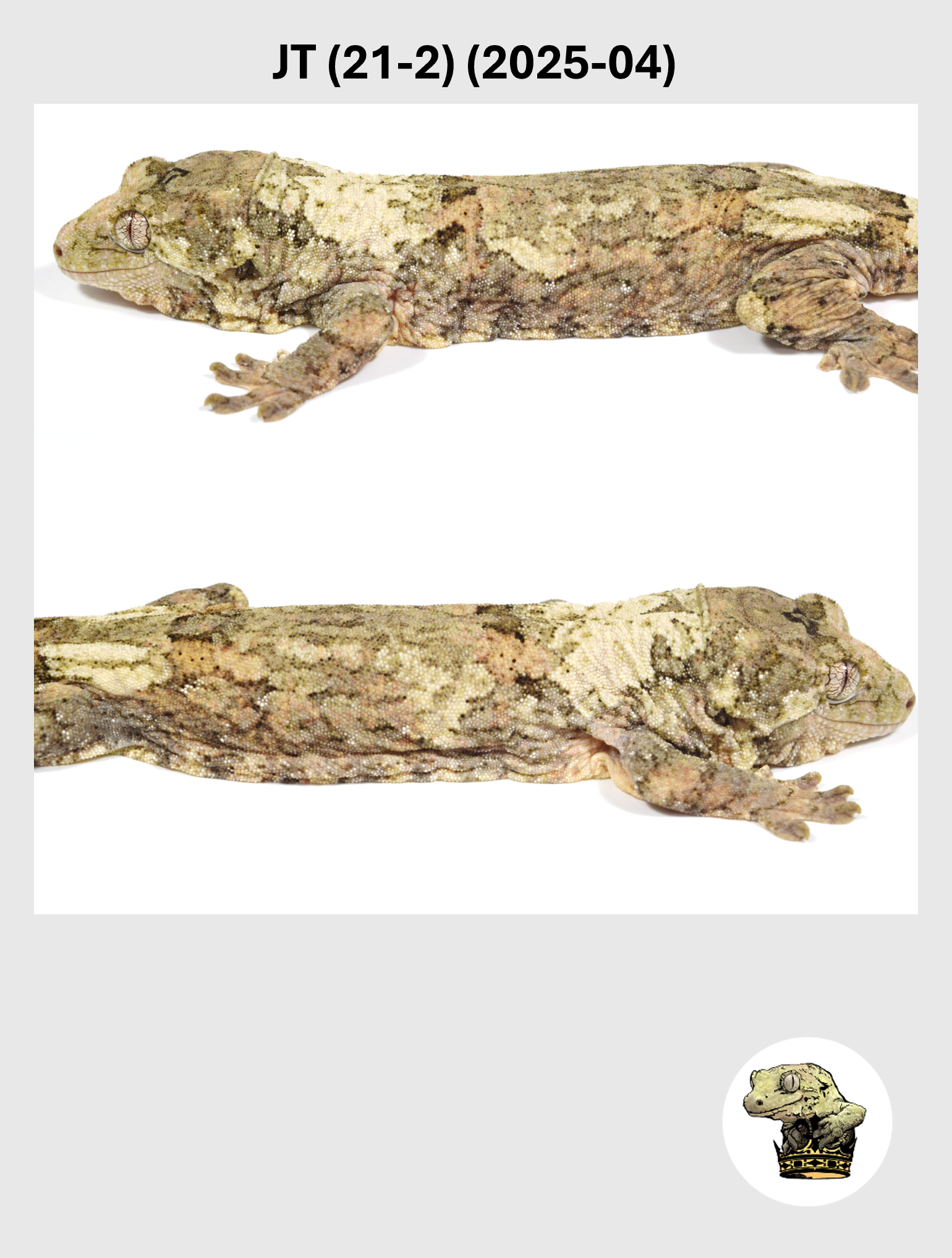 JT (21-2) (2025-04) (2026-03-11) (4) SQSP.png