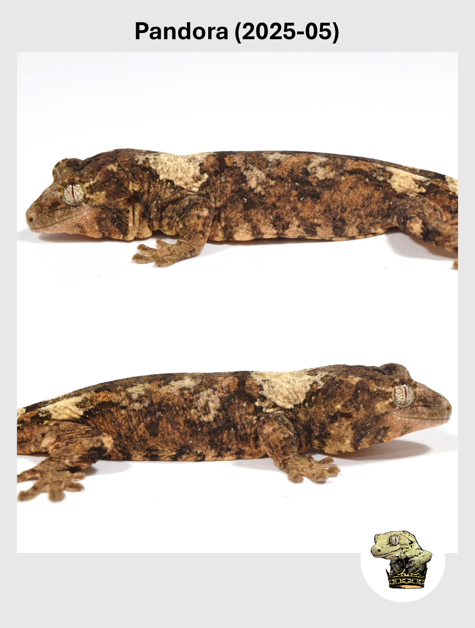 Pandora (2025-05) (2026-02-03) (2) SQSP.png