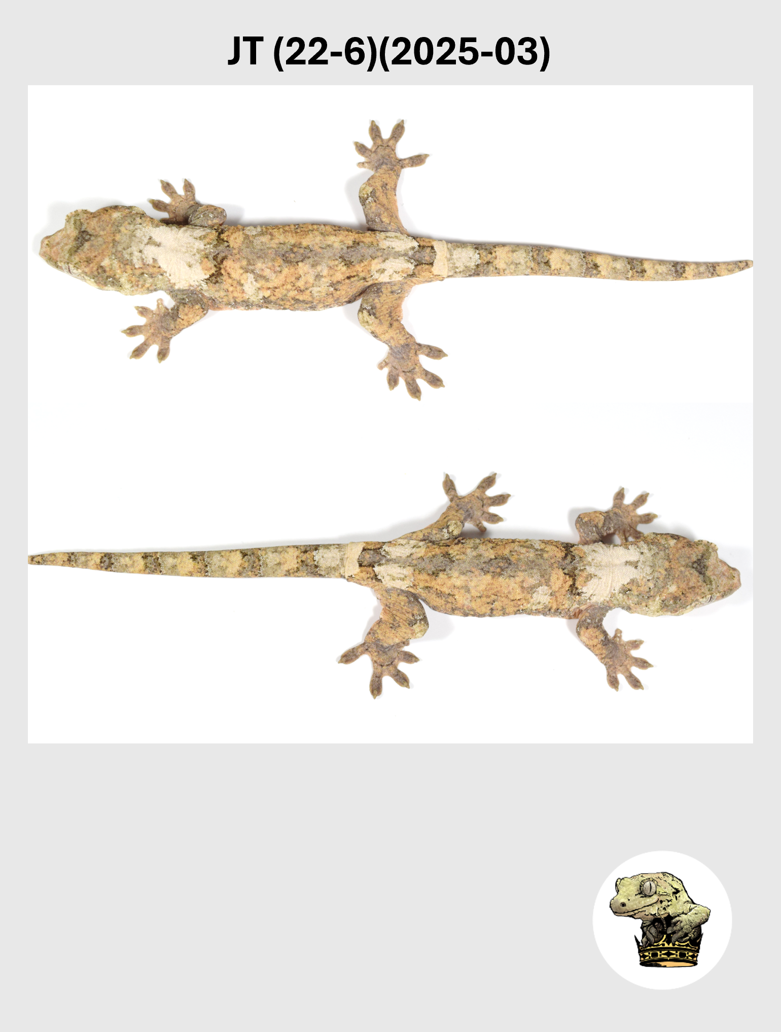 JT (22-6)(2025-03) (2026-02-17) (5) SQSP.png