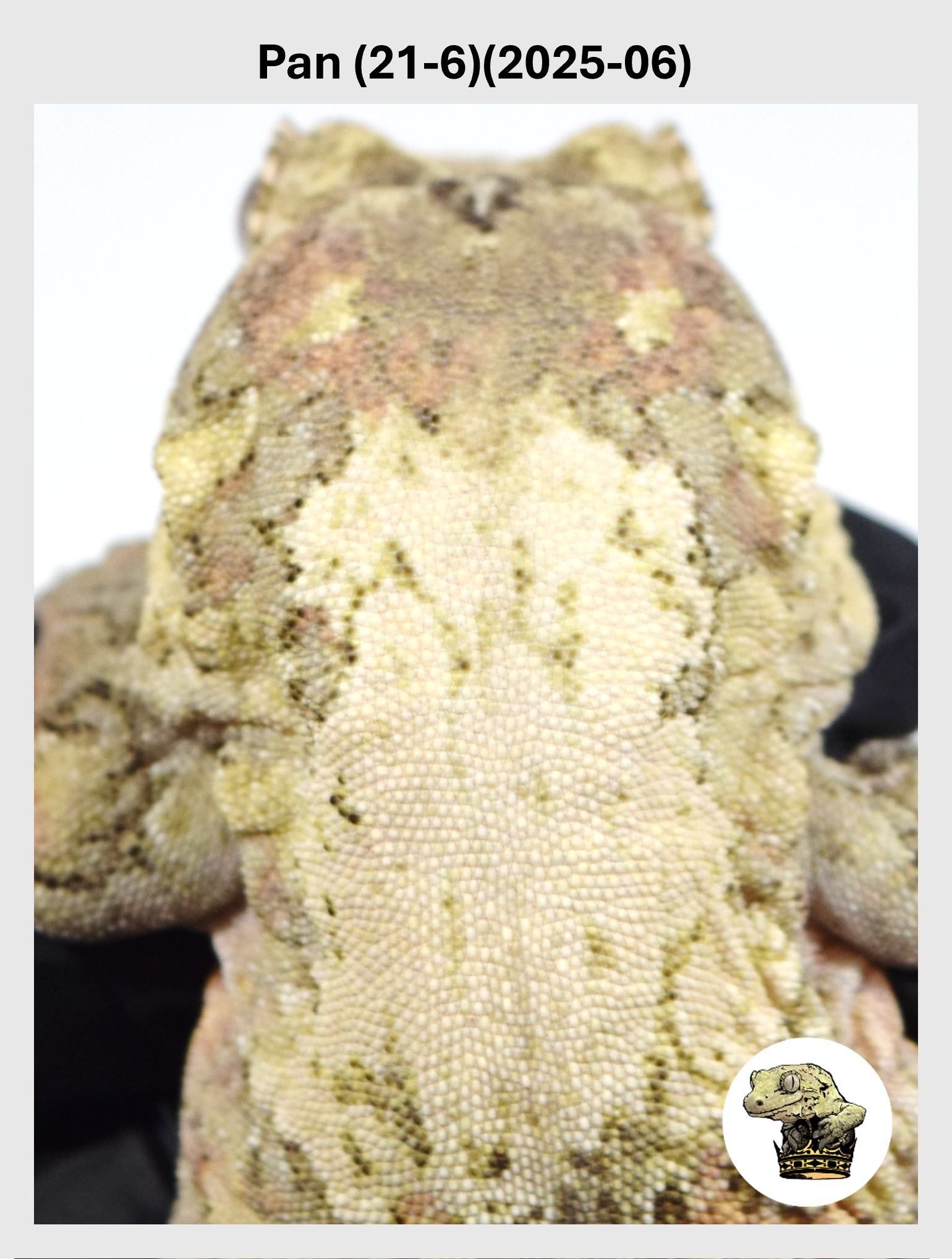 Pan (21-6)(2025-06) (2026-10-02) (1) SQSP.png