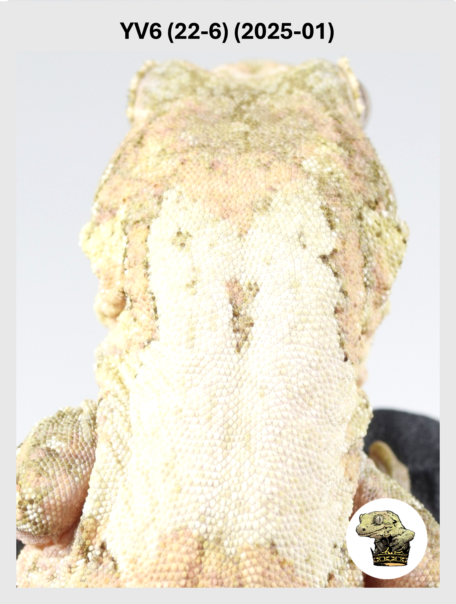 Orange Line White Collar Female*! YV6 (22-6) (2025-01)