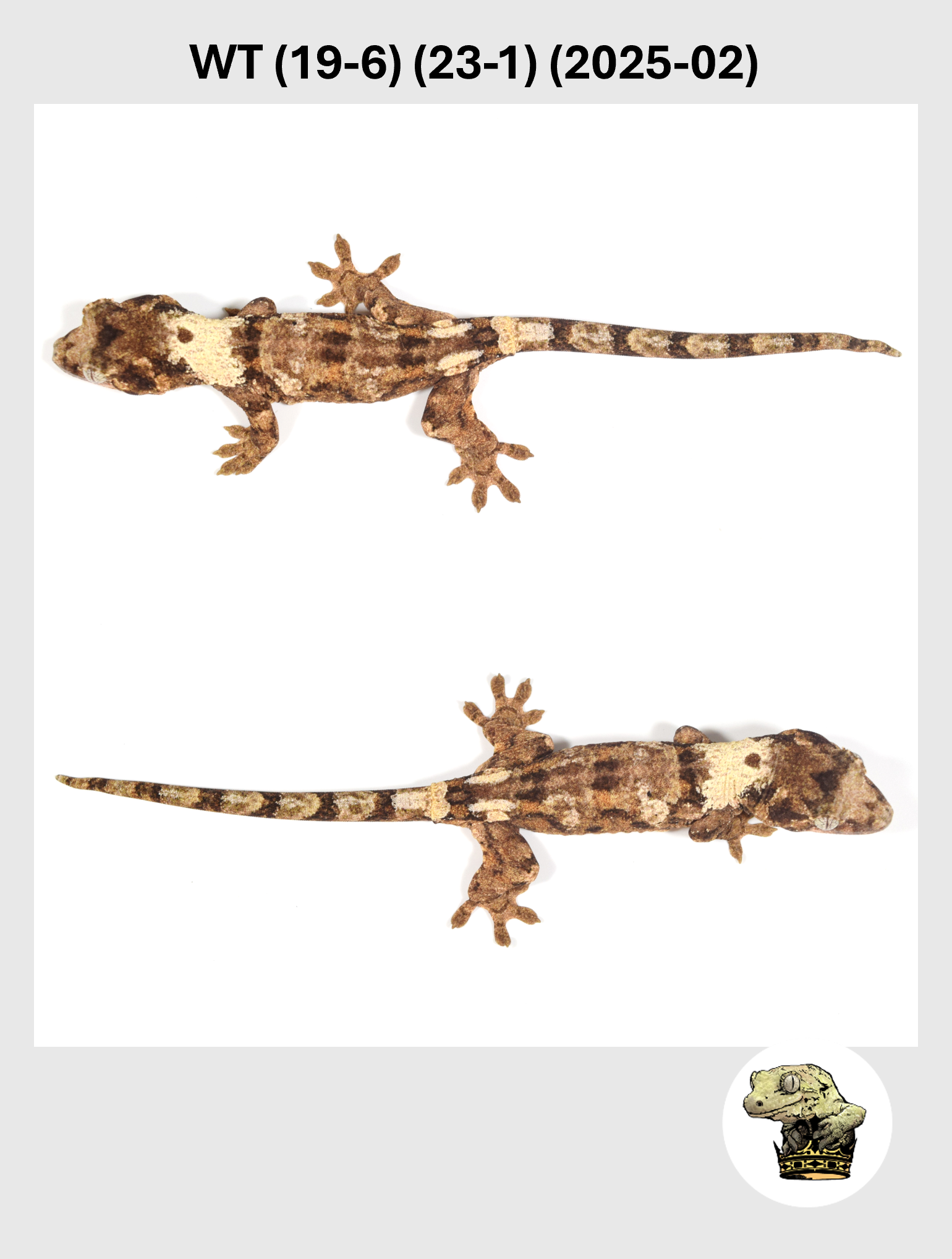 WT (19-6) (23-1) (2025-02) (2026-02-03) (3) SQSP.png