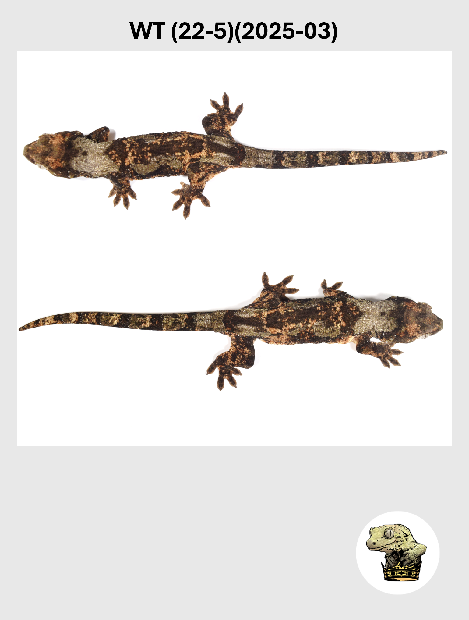 WT (22-5)(2025-03) (2026-02-10) (3) SQSP.png