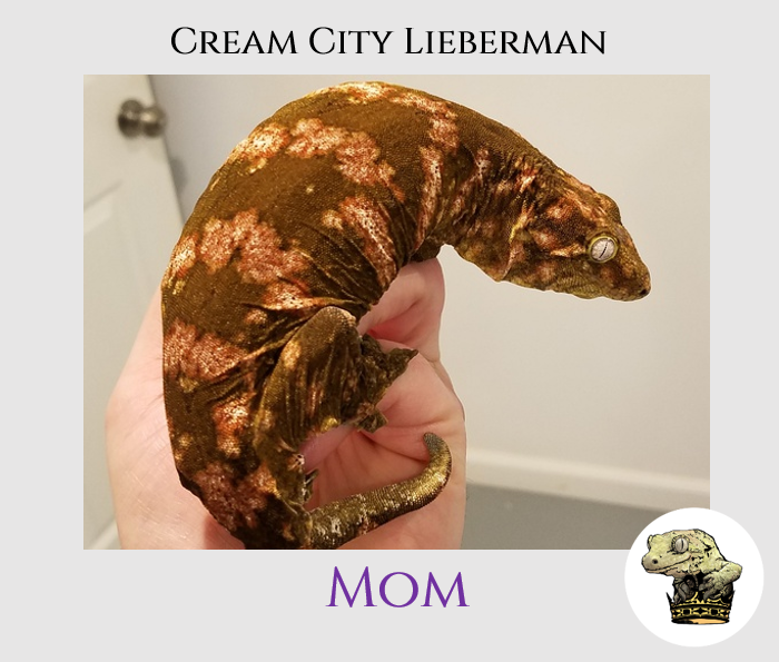 Cream Female.png