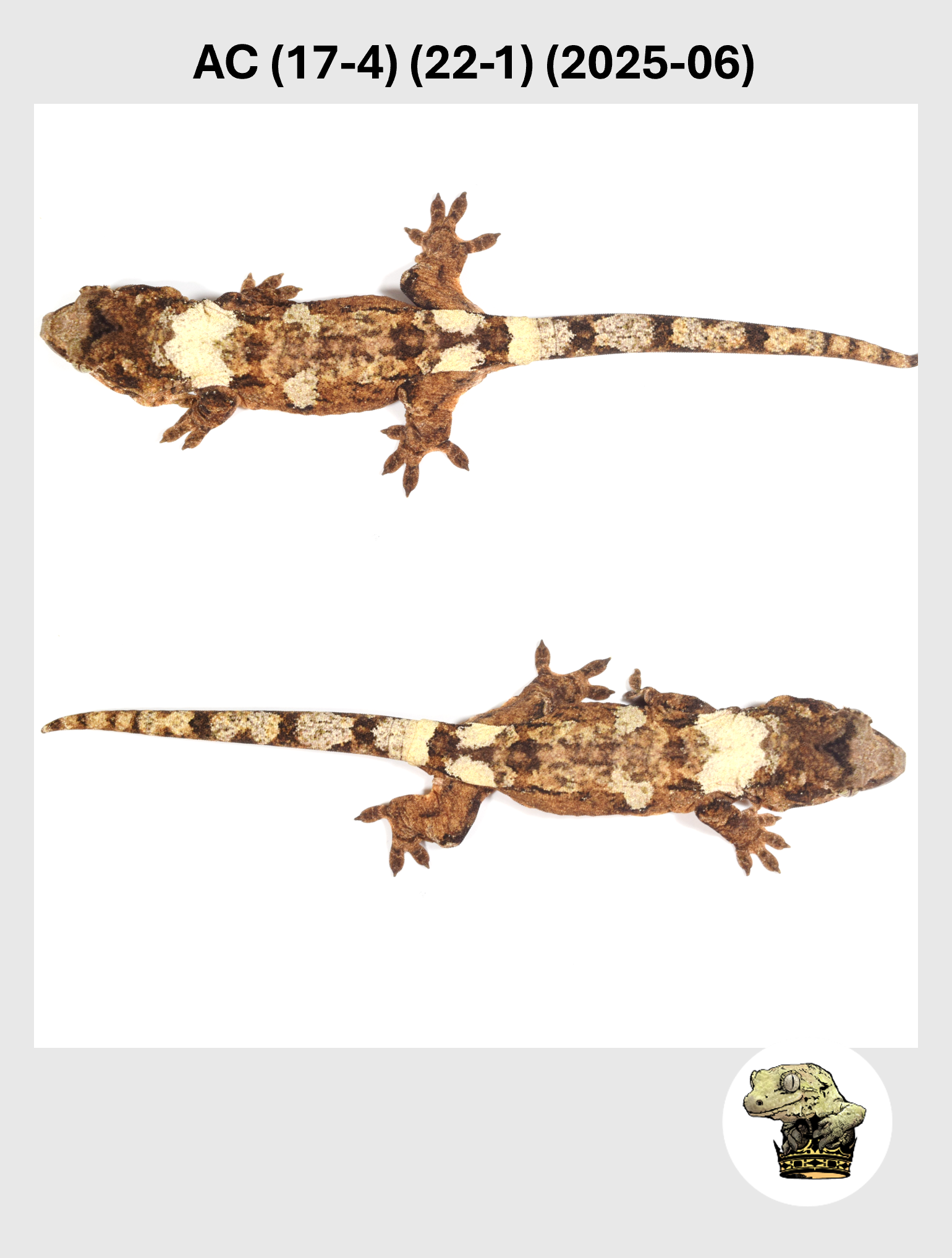 Pan (22-9) (2025-04) (2026-01-20) (3) MM.png