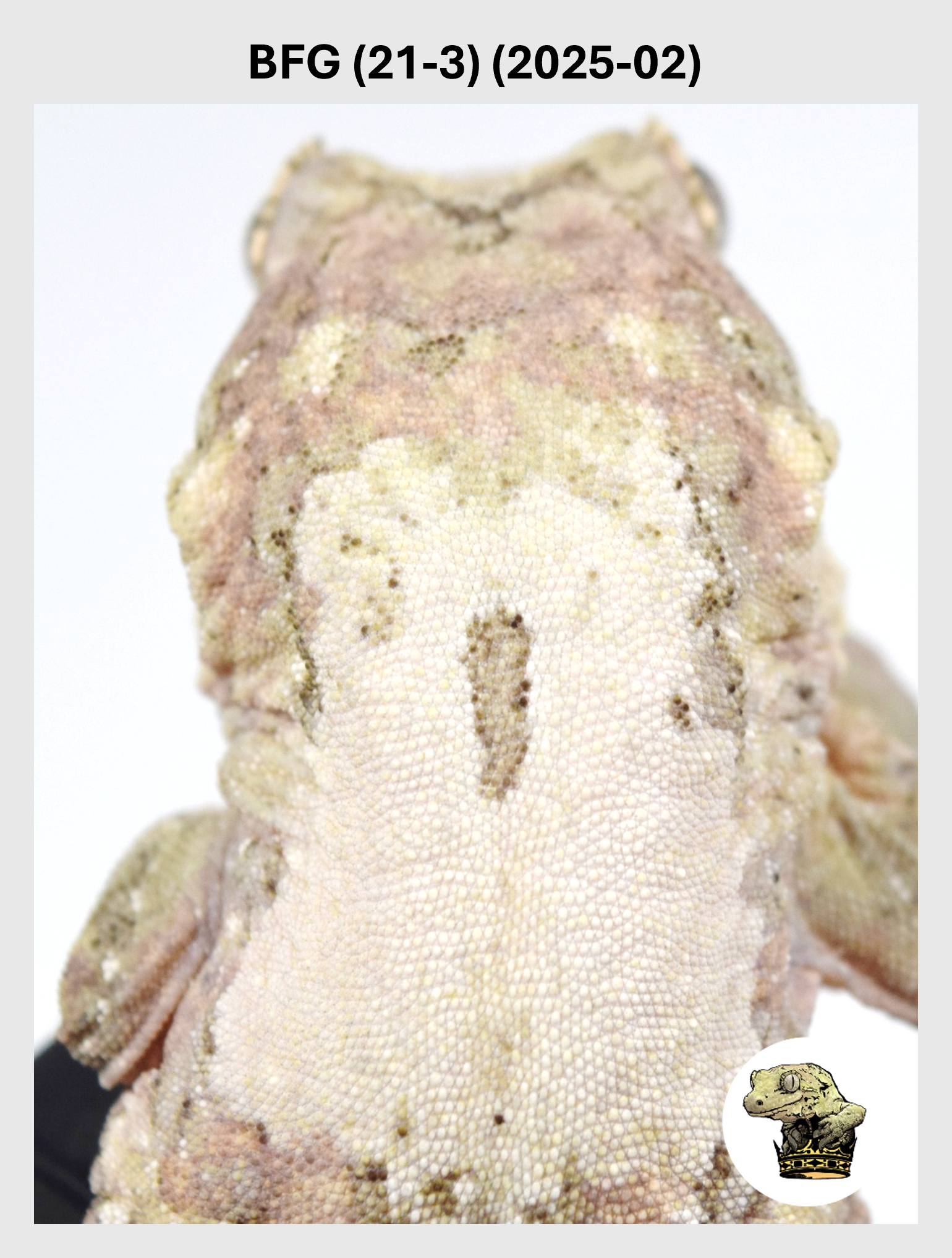 BFG (21-3) (2025-02) (2026-01-06) (1) SQSP.png