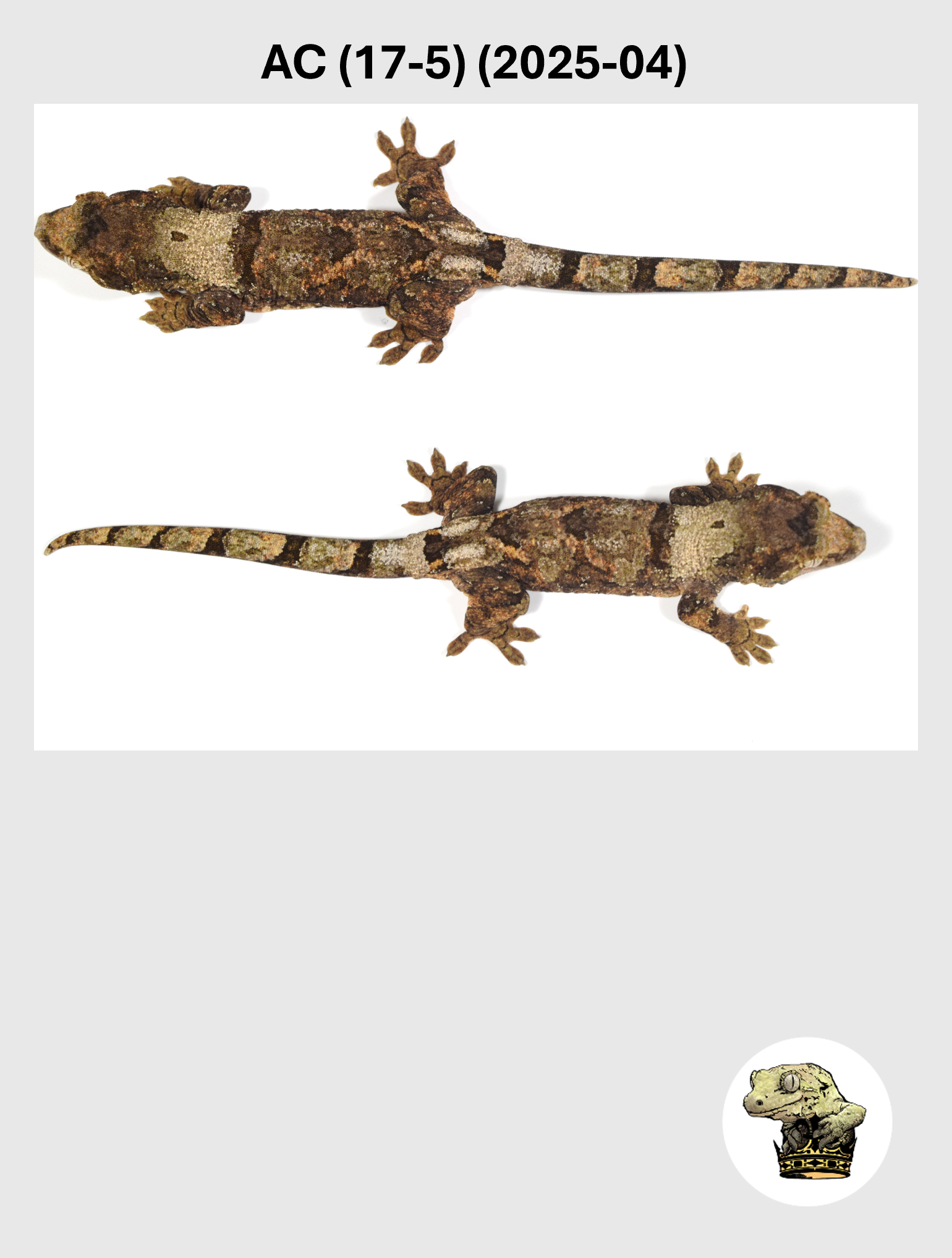 AC (17-5) (2025-04) (2026-03-11) (3) SQSP.png