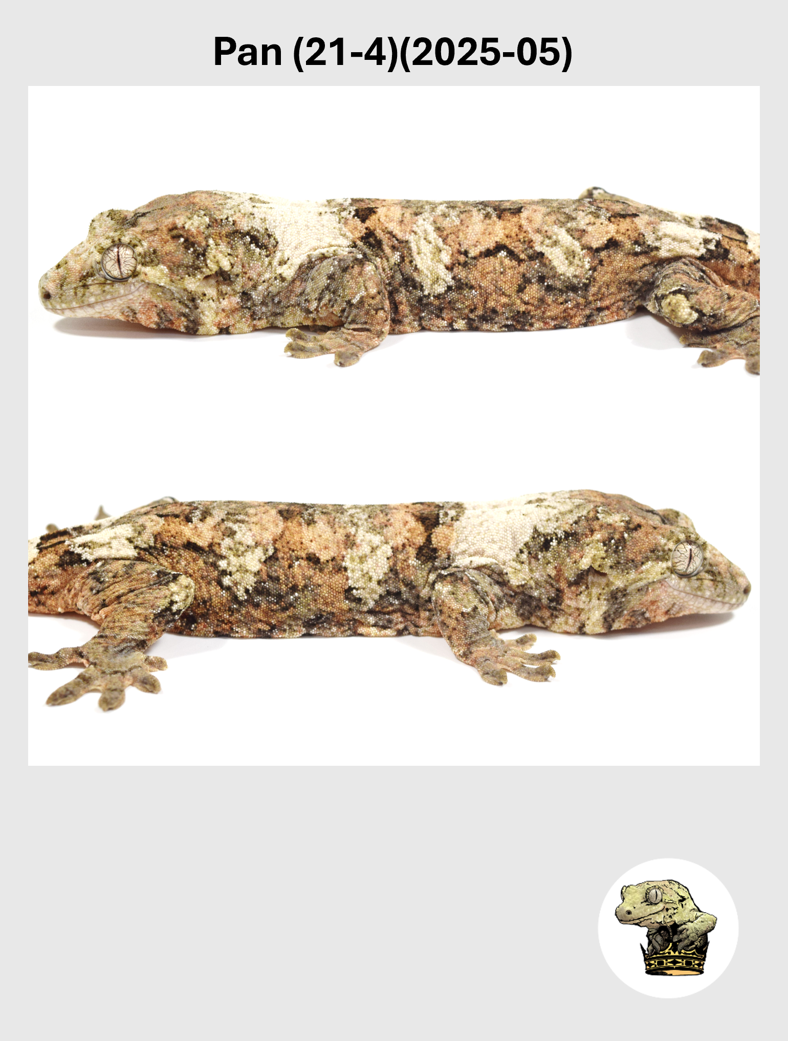 Pan (21-4)(2025-05) (2026-10-02) (4) SQSP.png