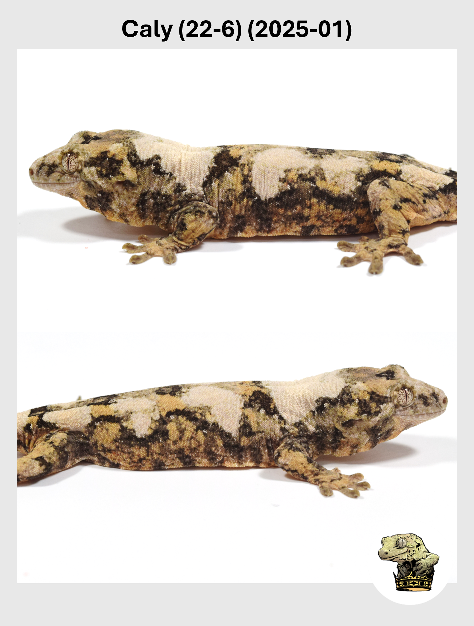 Caly (22-6) (2025-01) (2025-09-23) (4) SQSP.png