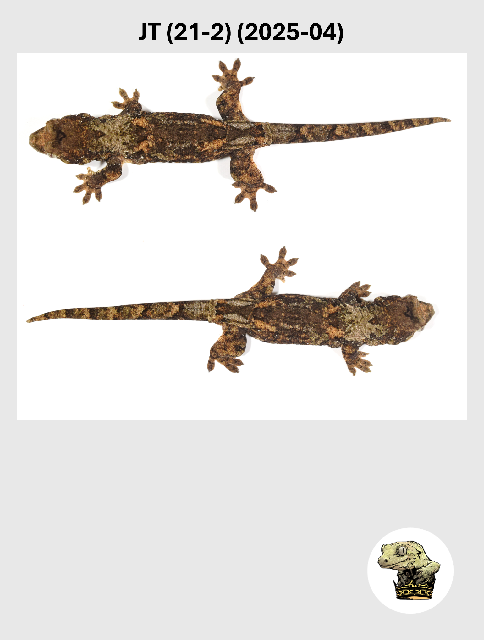 High White Striped Chahoua Female*! JT (21-2) (2025-04)