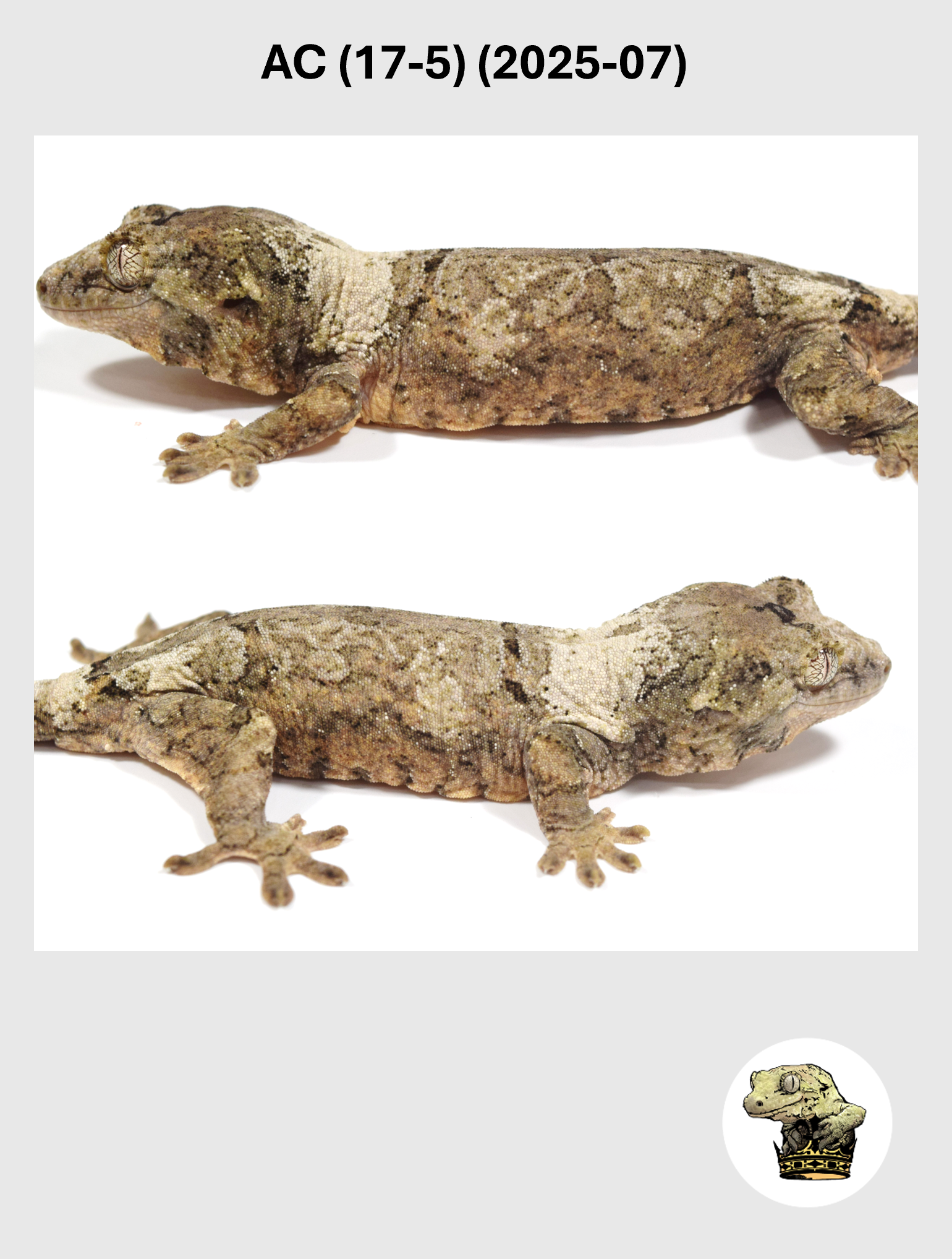 AC (17-5) (2025-07) (2026-03-04) (2) SQSP.png