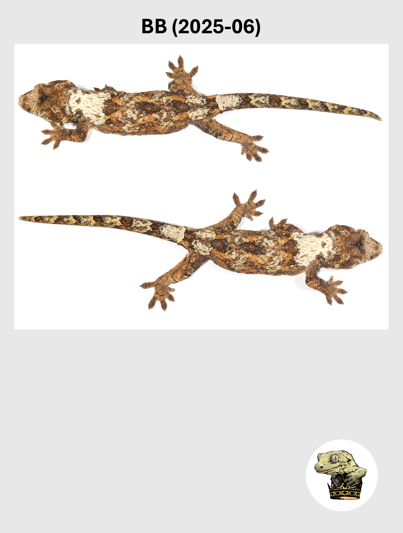 BB (2025-06) (2026-03-18) (3) SQSP.png