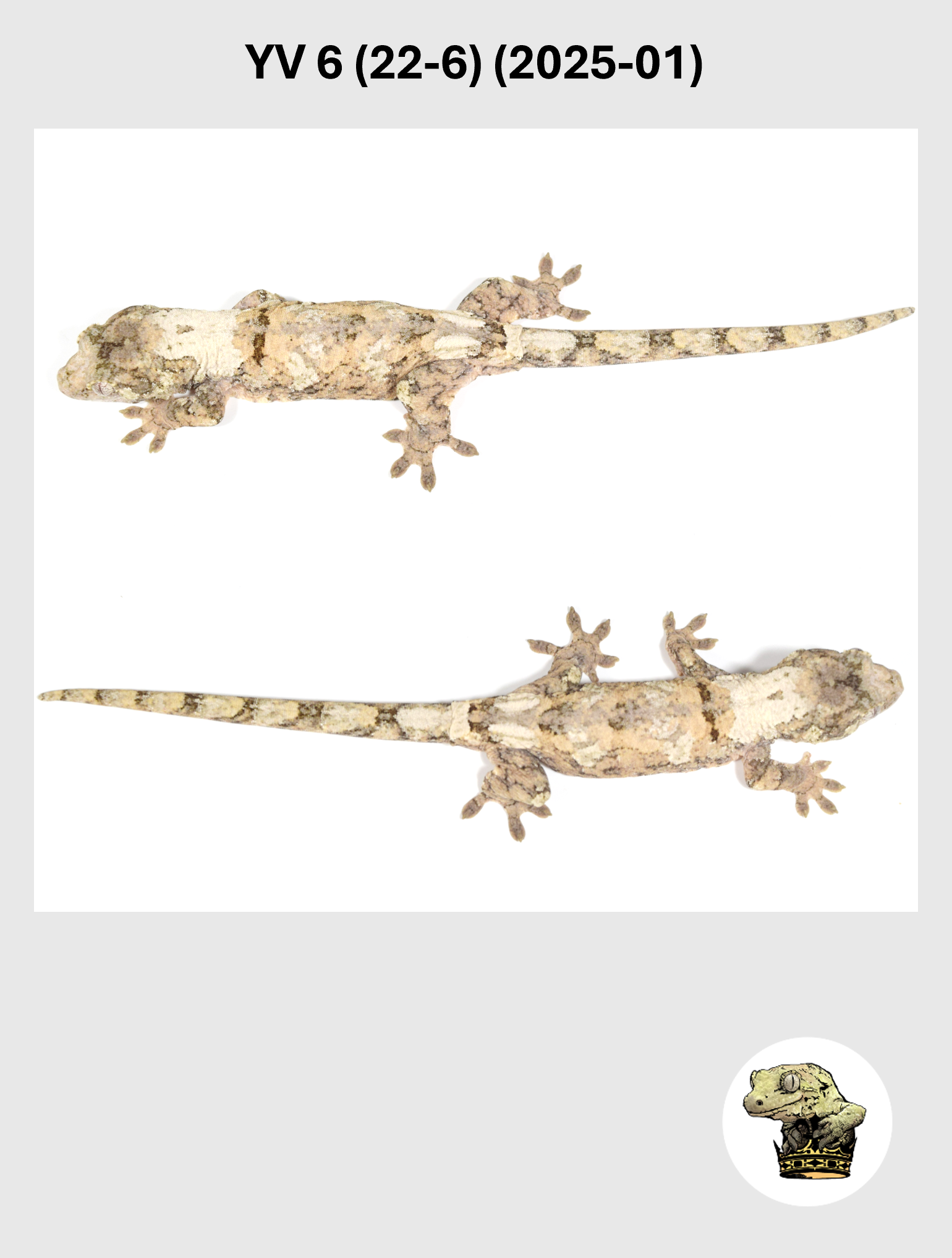 YV 6 (22-6) (2025-01) (2026-02-17) (5) SQSP.png