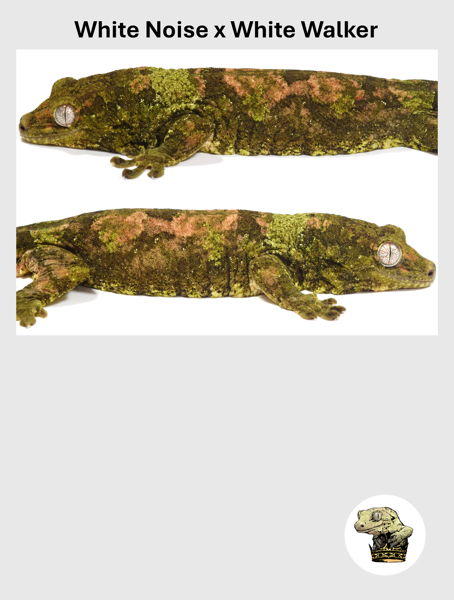 White Collar High Color Male! White Noise x White Walker