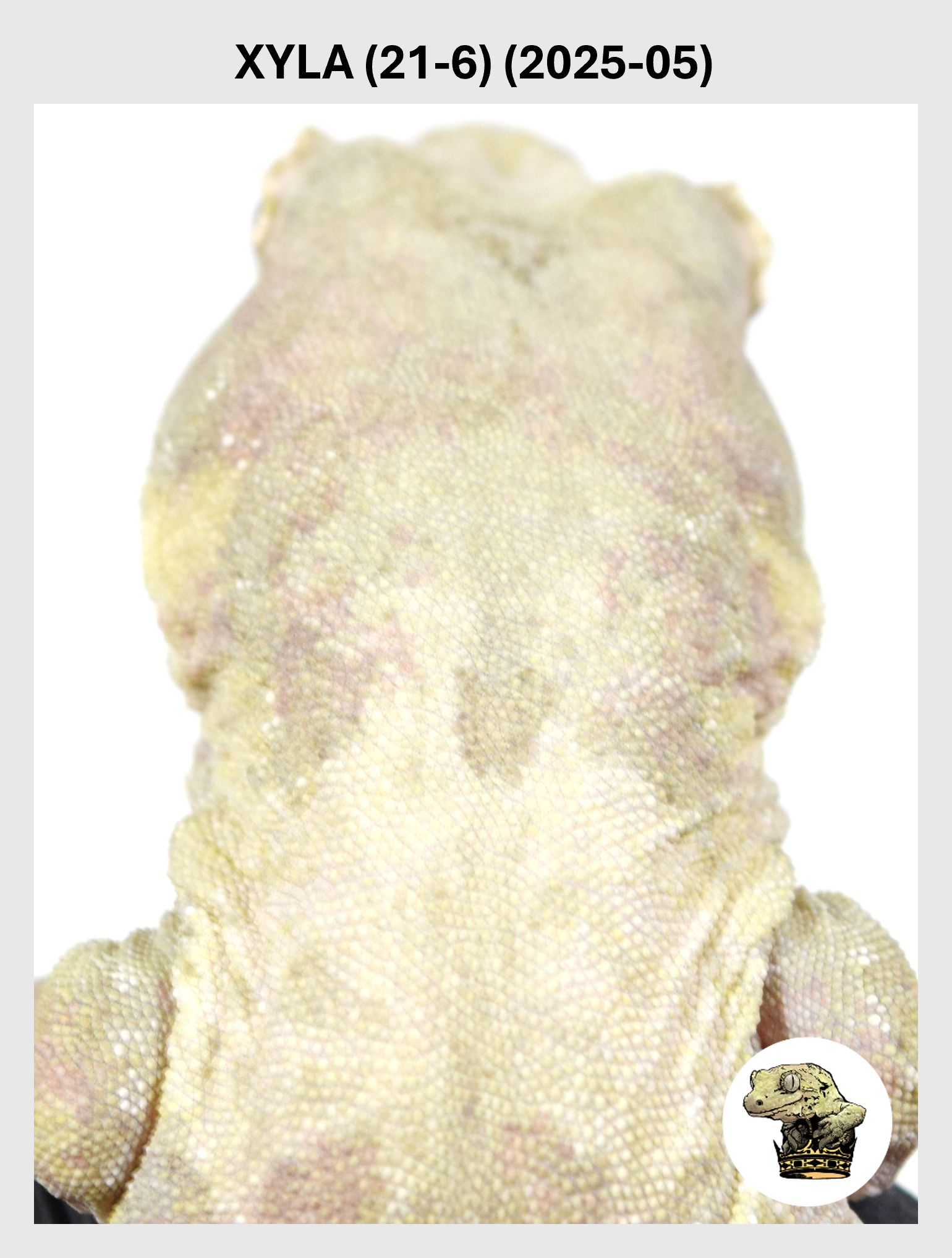 High White Line Female*! Xyla (21-6) (2025-05)