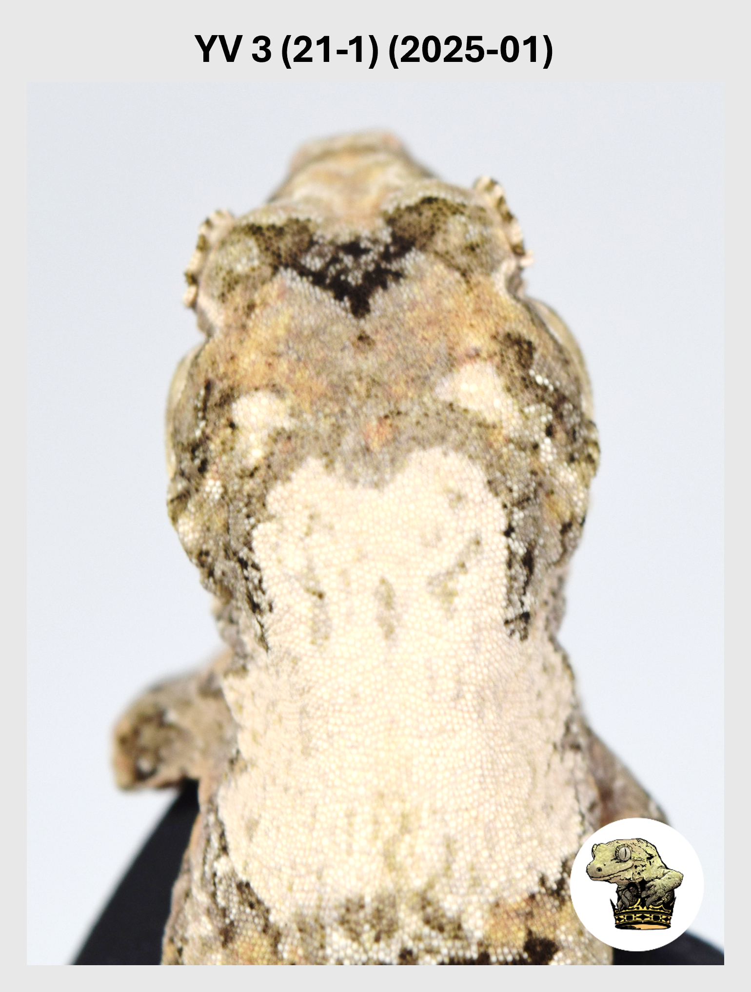 YV 3 (21-1) (2025-01) (2026-02-25) (1) SQSP.png