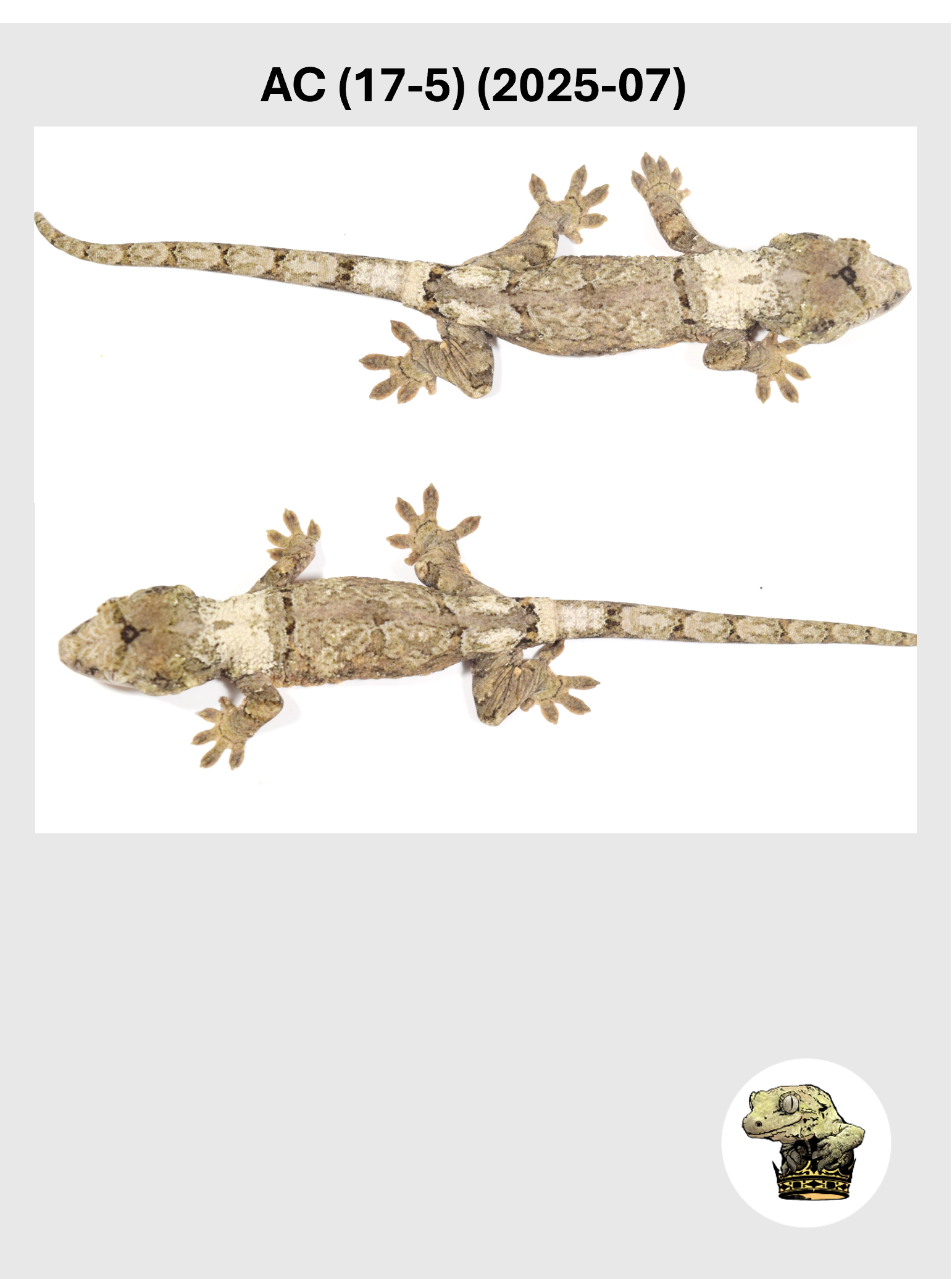 AC (17-5) (2025-07) (2026-03-04) (3) SQSP.png