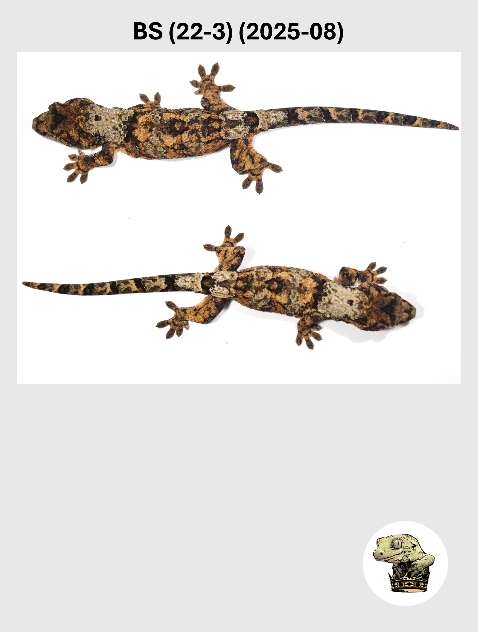 BS (22-3) (2025-08) (2026-03-11) (3) SQSP.png