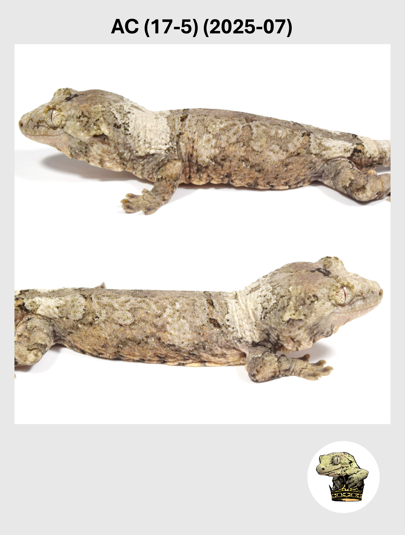 AC (17-5) (2025-07) (2026-03-04) (4) SQSP.png