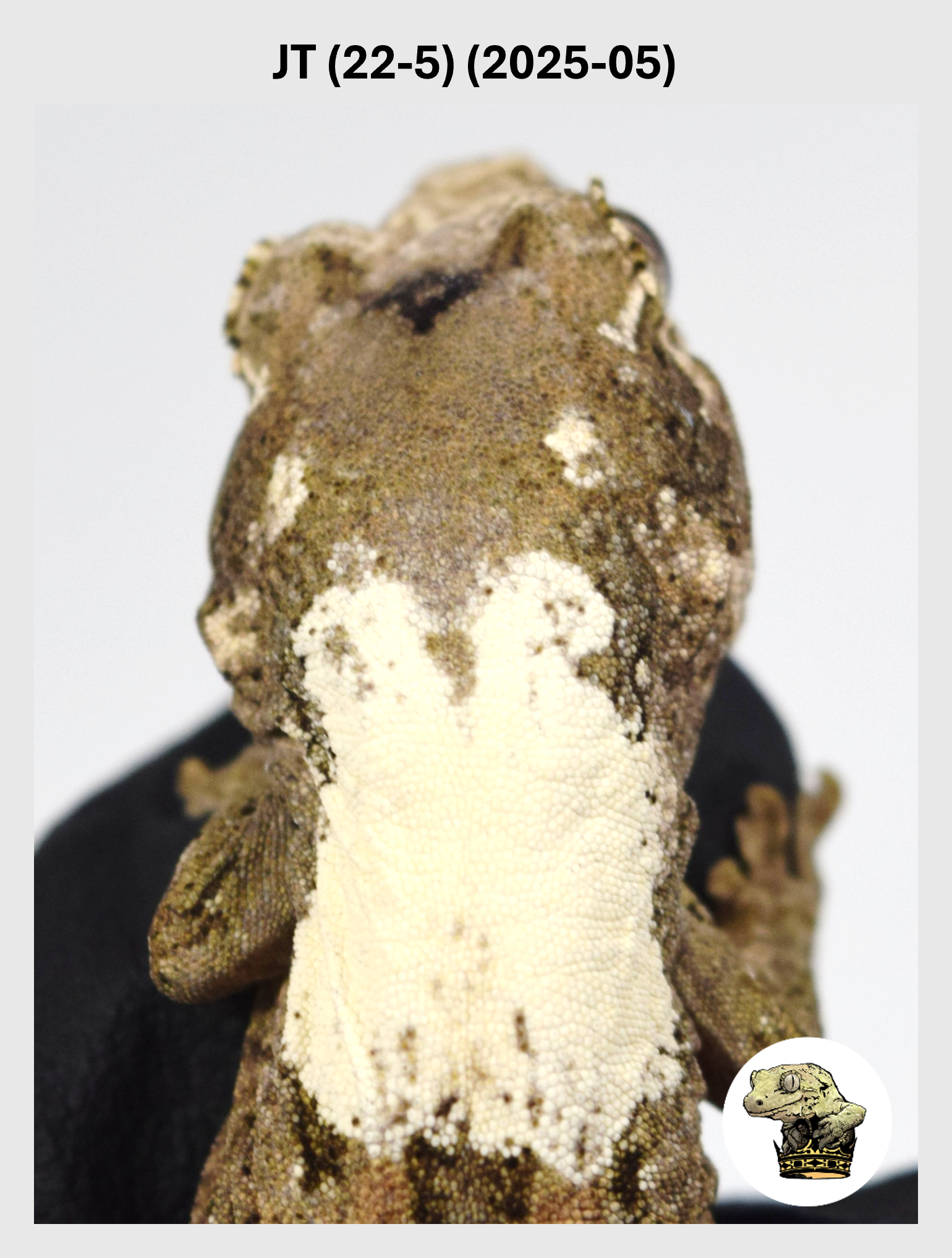 JT (22-5) (2025-05) (2025-12-22) (1) SQSP.png