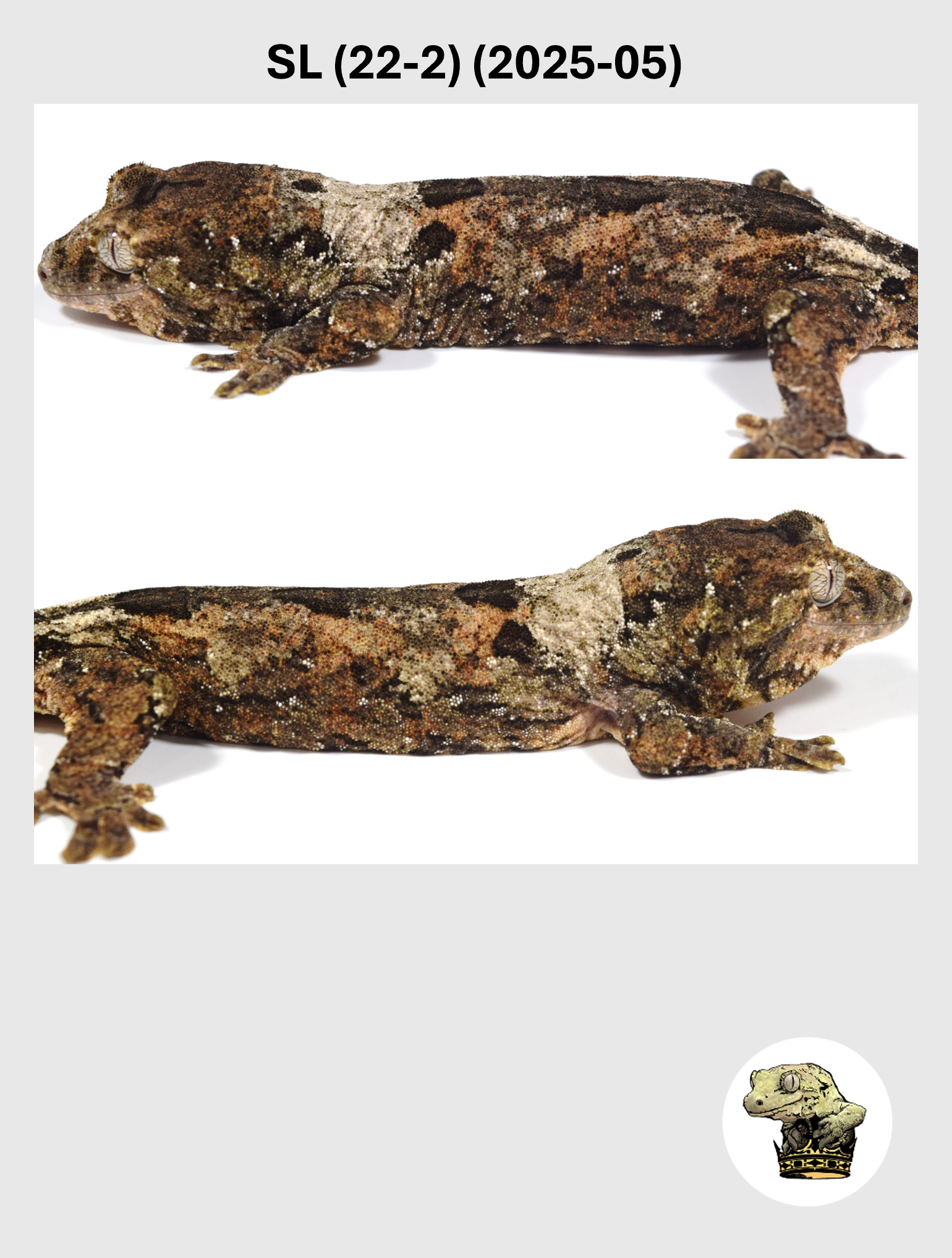 SL (22-2) (2025-05) (2026-03-11) (2) SQSP.png