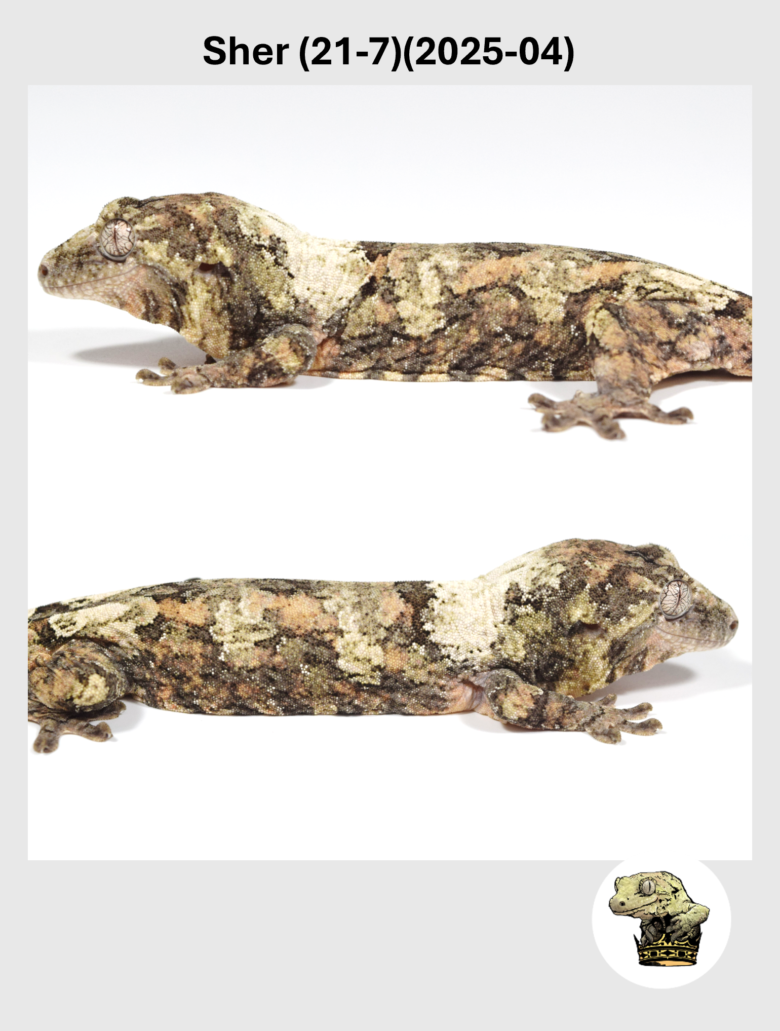 High White Line Male! Sher (21-7) (2025-01)