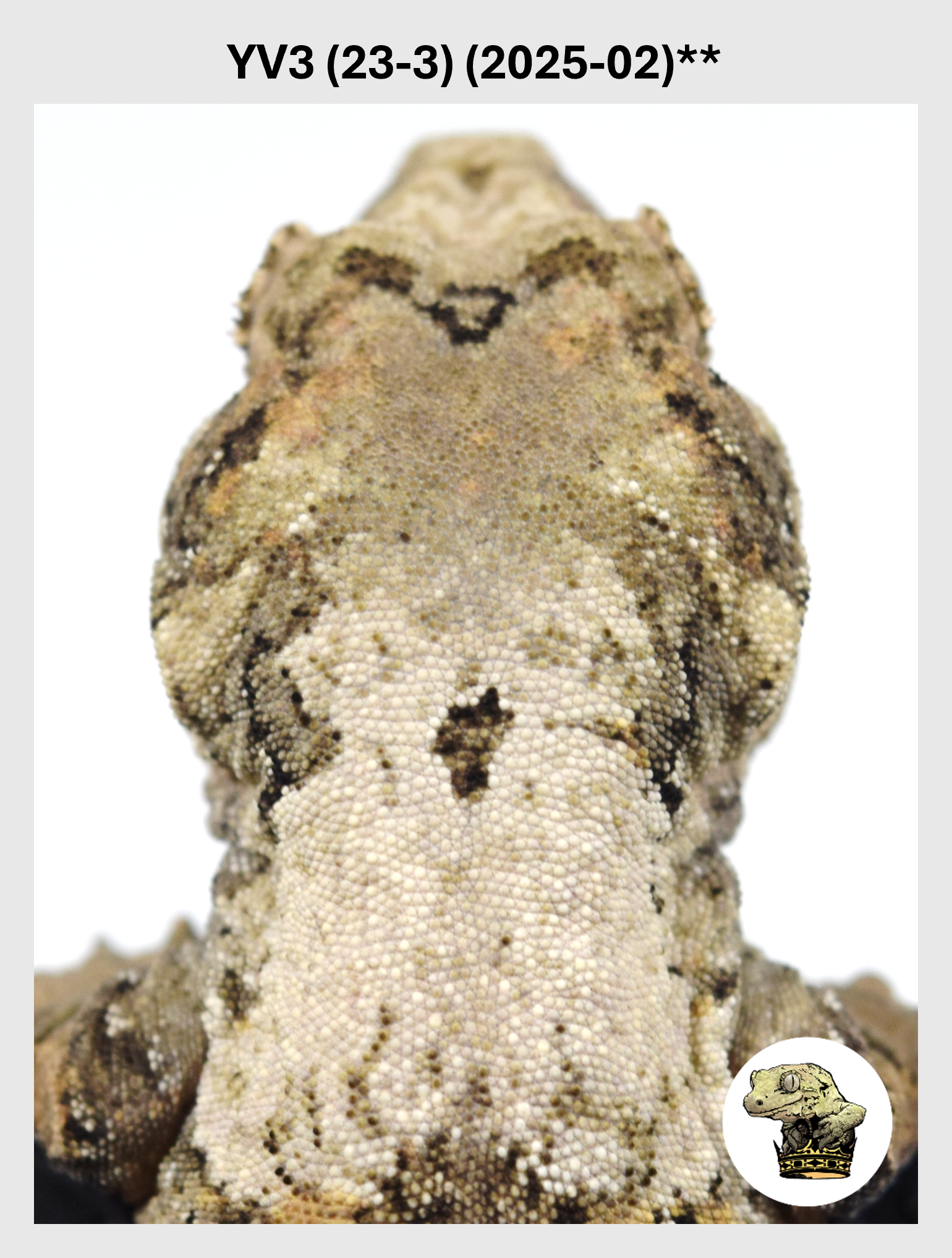 YV3 (23-3) (2025-02) REPEAT (2026-03-18) (1) SQSP.png