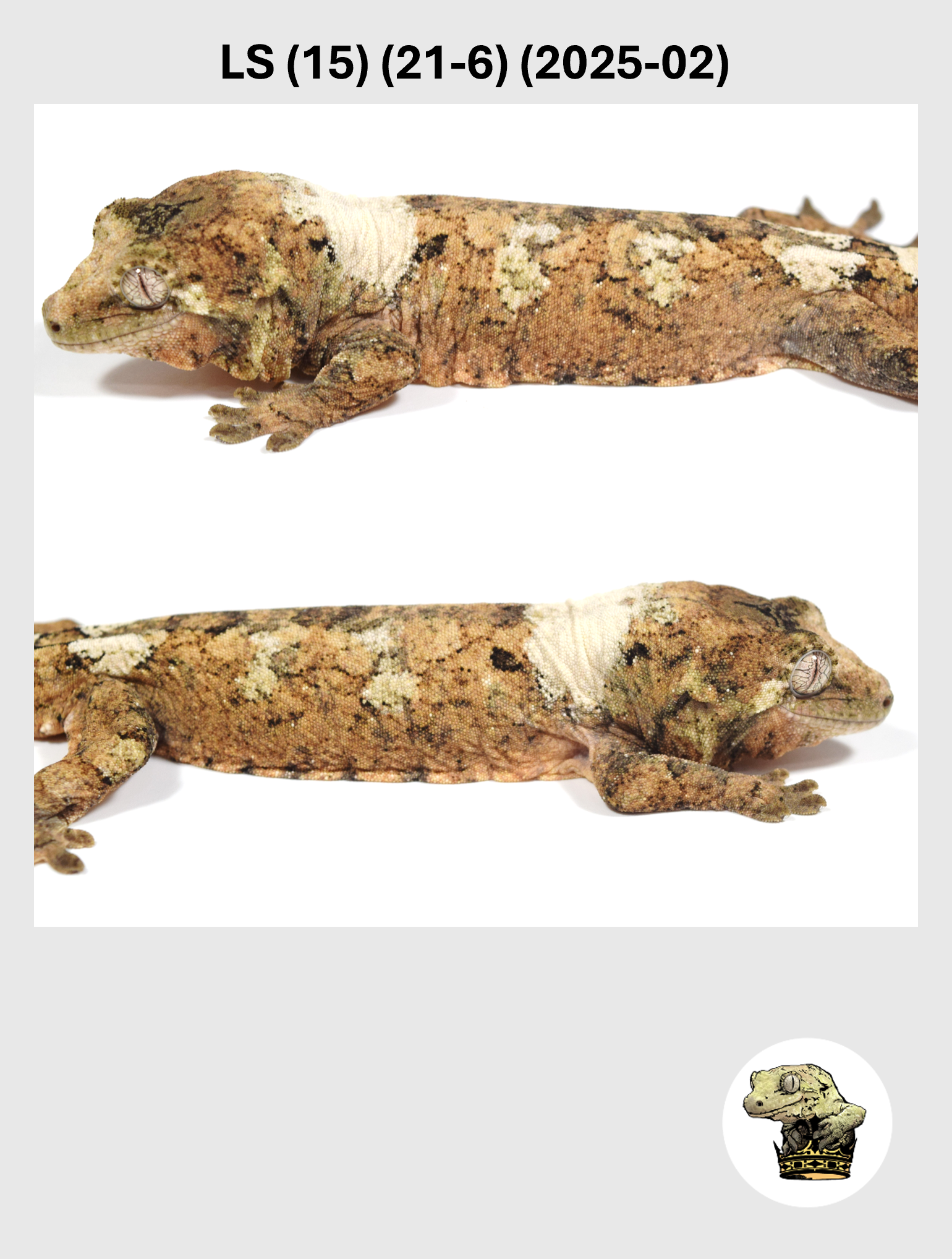 LS (15) (21-6) (2025-02) (2026-03-11) (4) SQSP.png