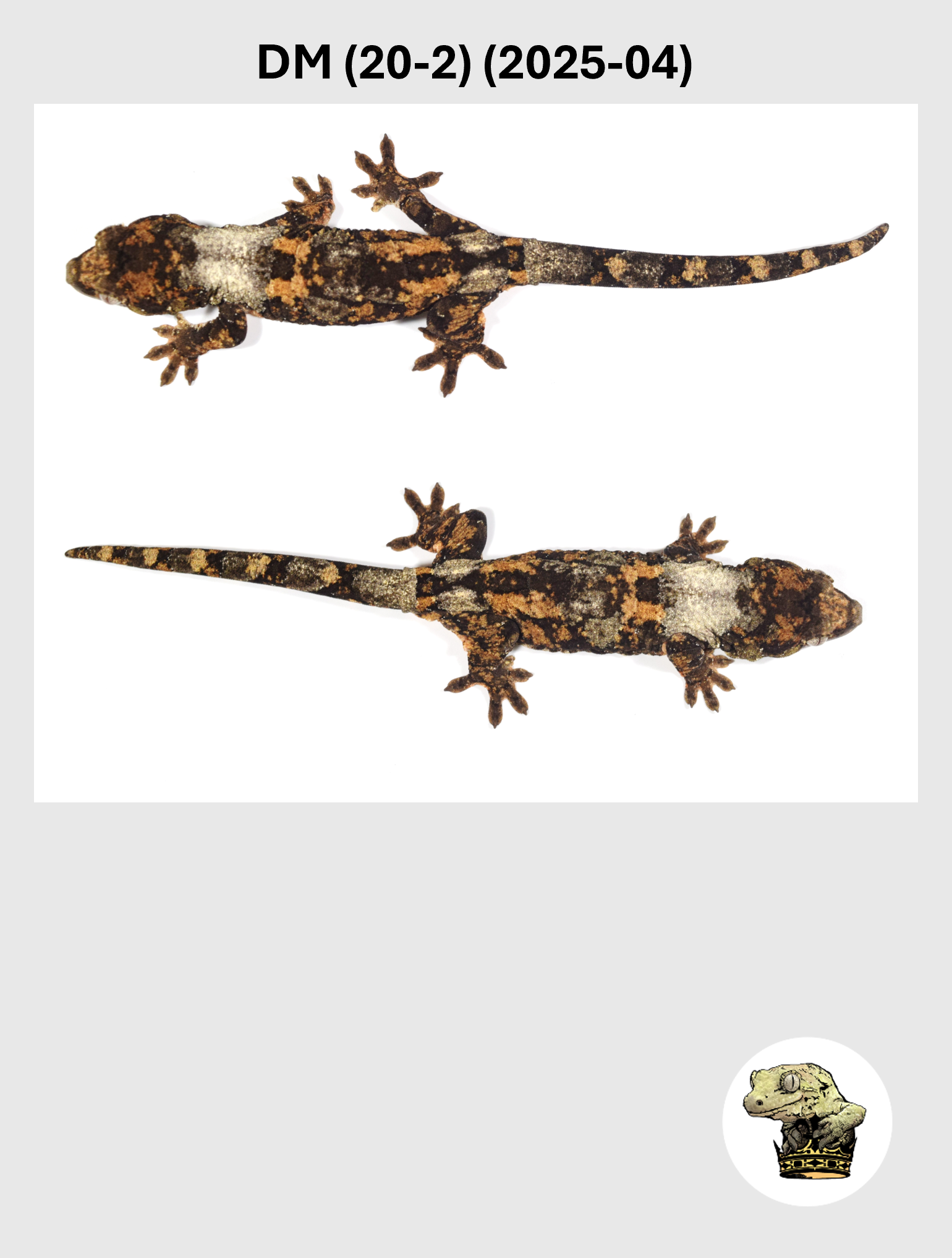 DM (20-2) (2025-04) (2026-03-11) (3) SQSP.png