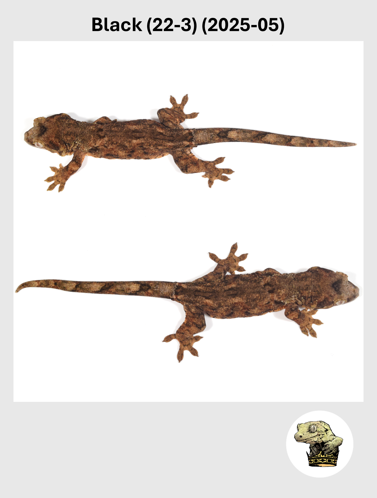 Black (22-3) (2025-05) (2026-02-03) (3) SQSP.png