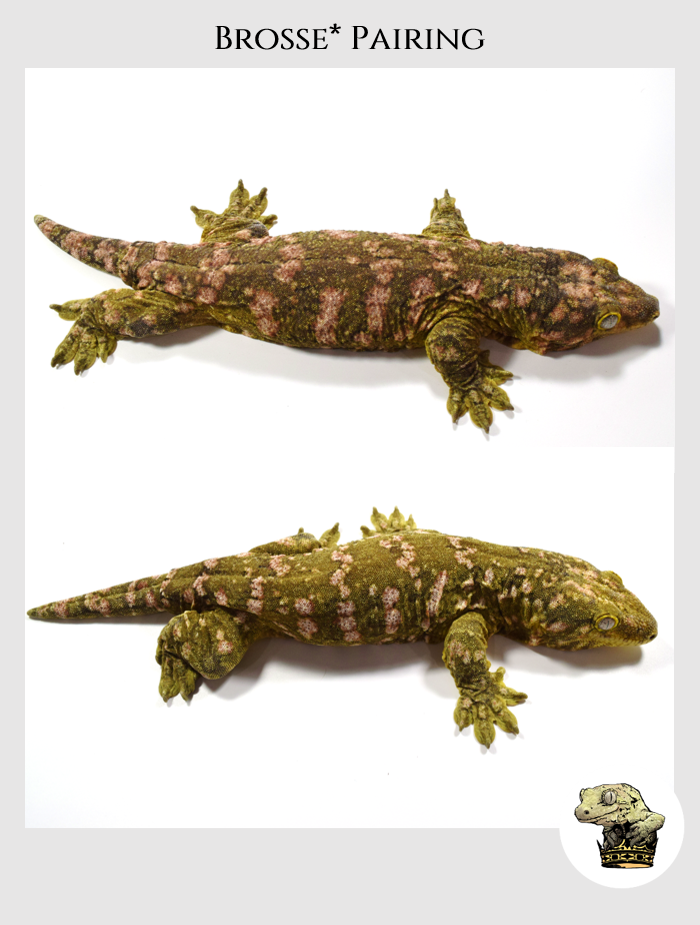 Leachianus (6).png