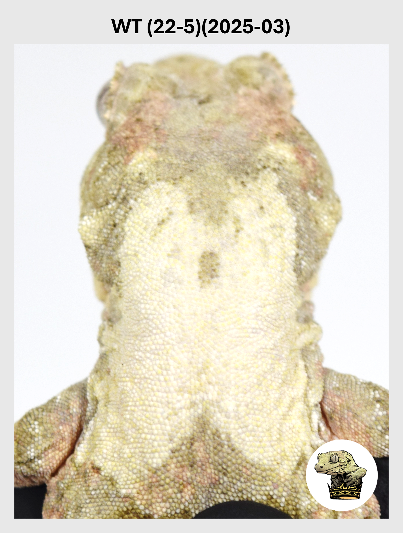 WT (22-5)(2025-03) (2026-02-10) (1) SQSP.png