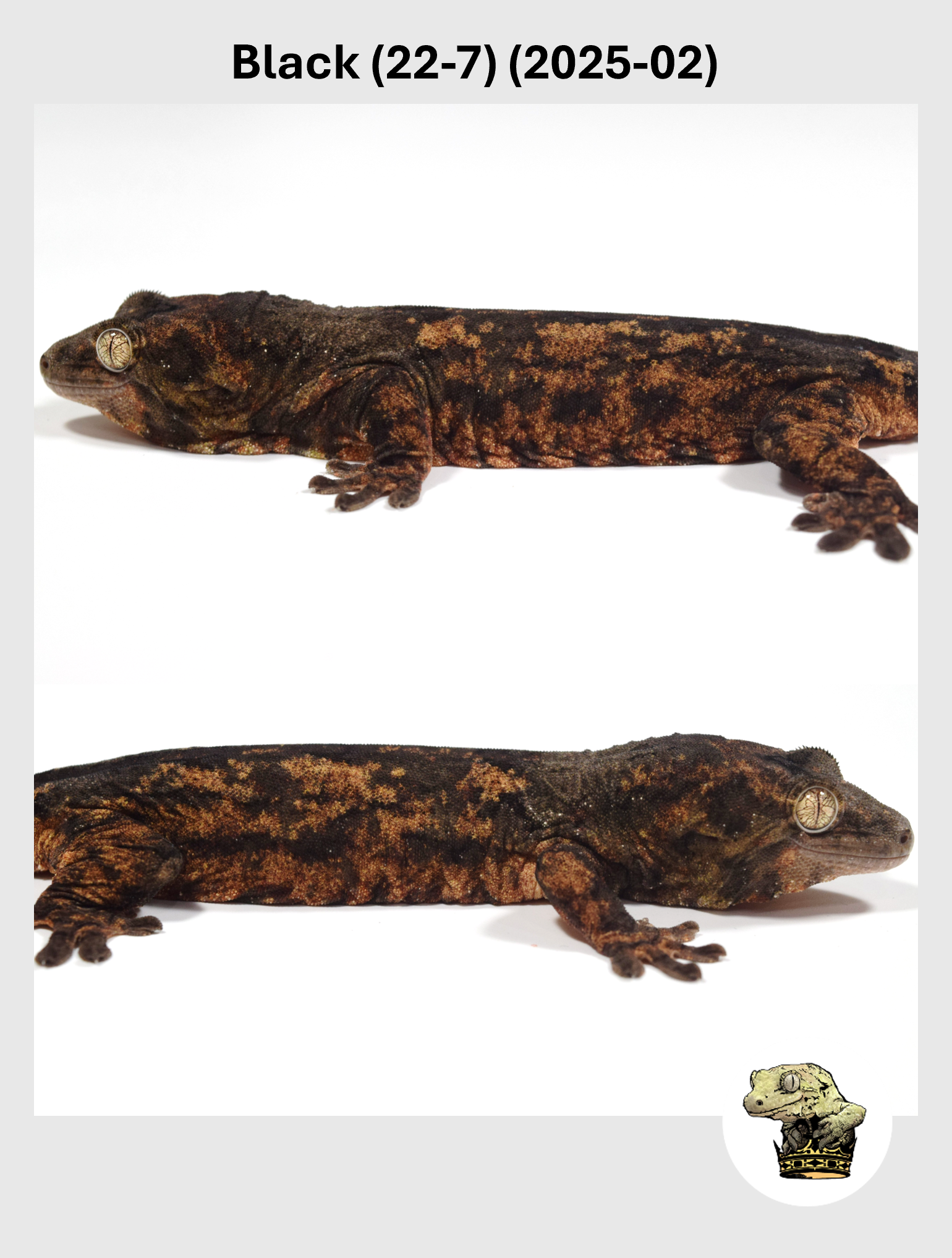 Black (22-7) (2025-02) (2026-01-06) (2) SQSP.png