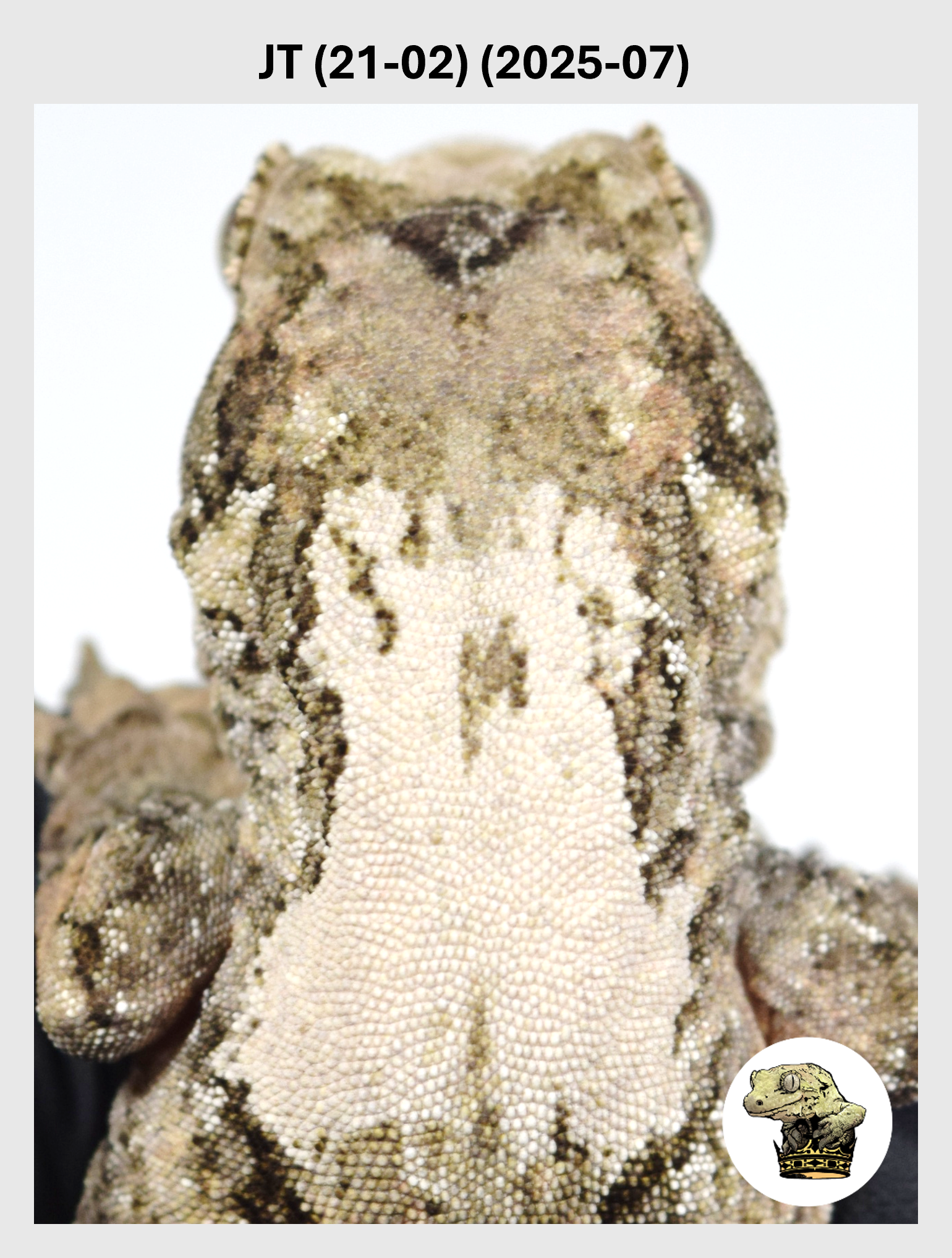 JT (21-02) (2025-07) (2026-03-25) (1) SQSP.png