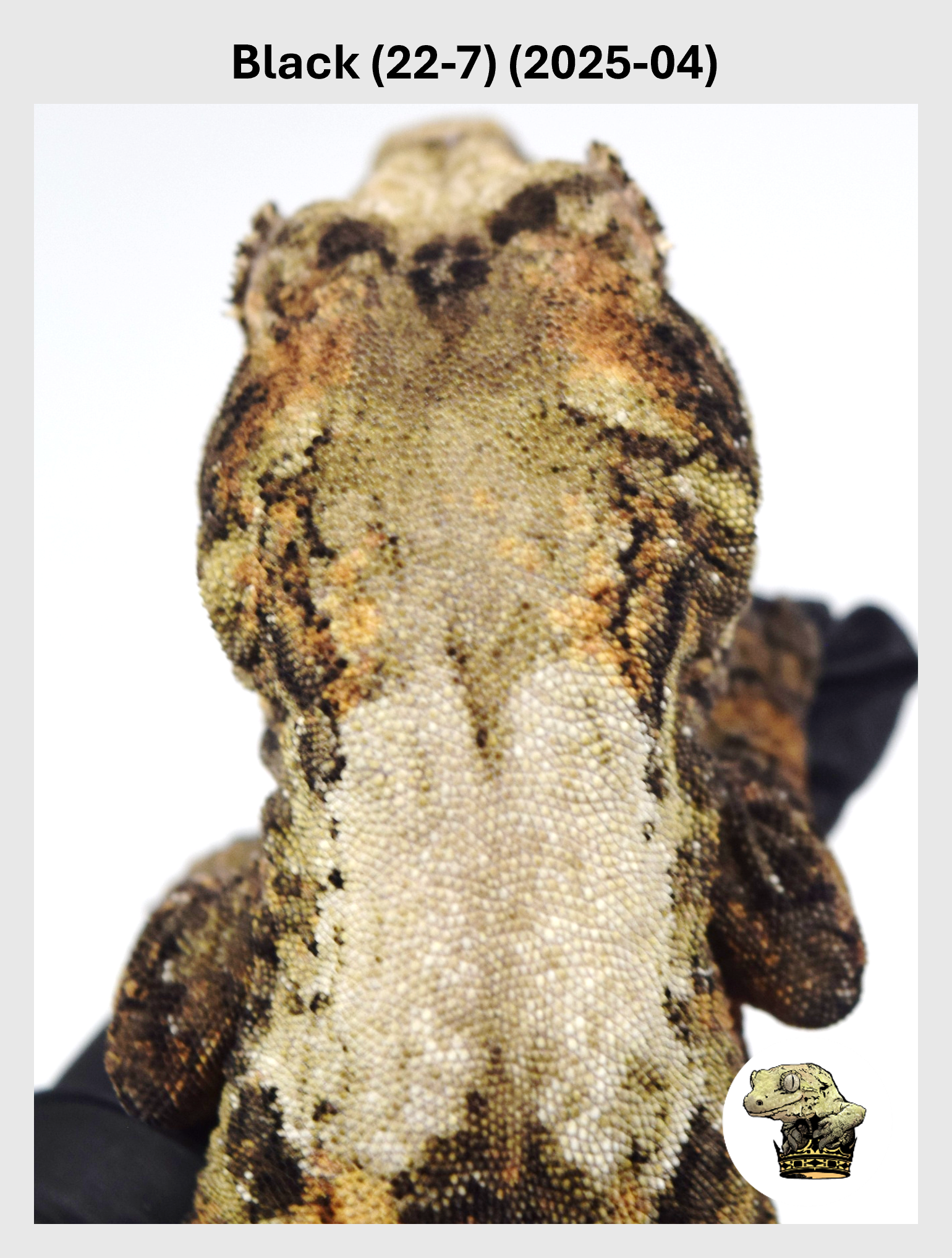 Black (22-7) (2025-04) (2026-01-06) (1) SQSP.png