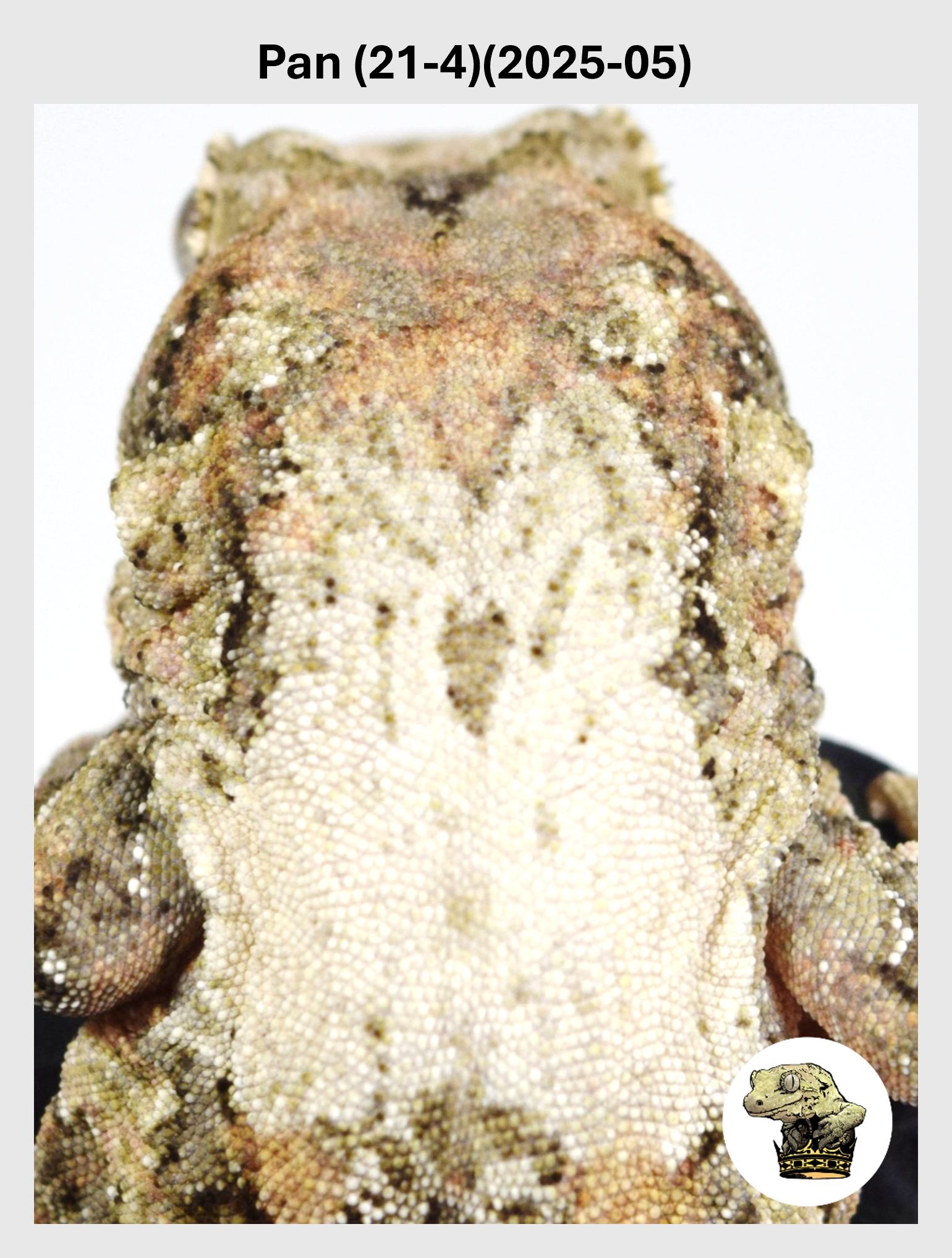 Pan (21-4)(2025-05) (2026-10-02) (1) SQSP.png