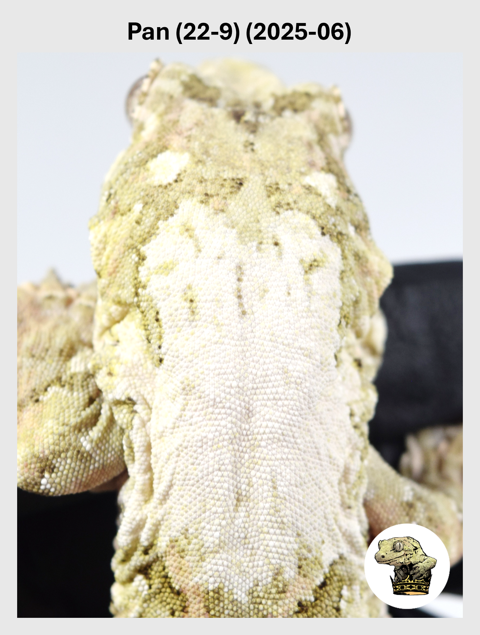High White Female*! Pan (22-9) (2025-06)