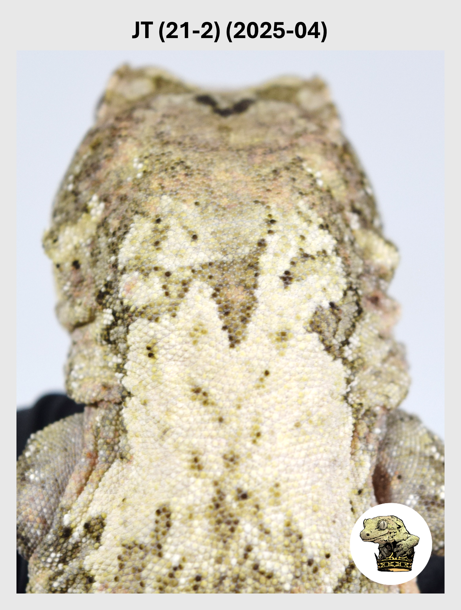 JT (21-2) (2025-04) (2026-03-11) (1) SQSP.png