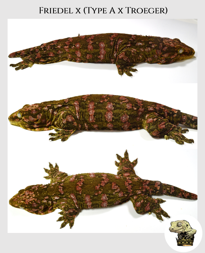 RhacZilla GT Male (2022-12-03) (1).png